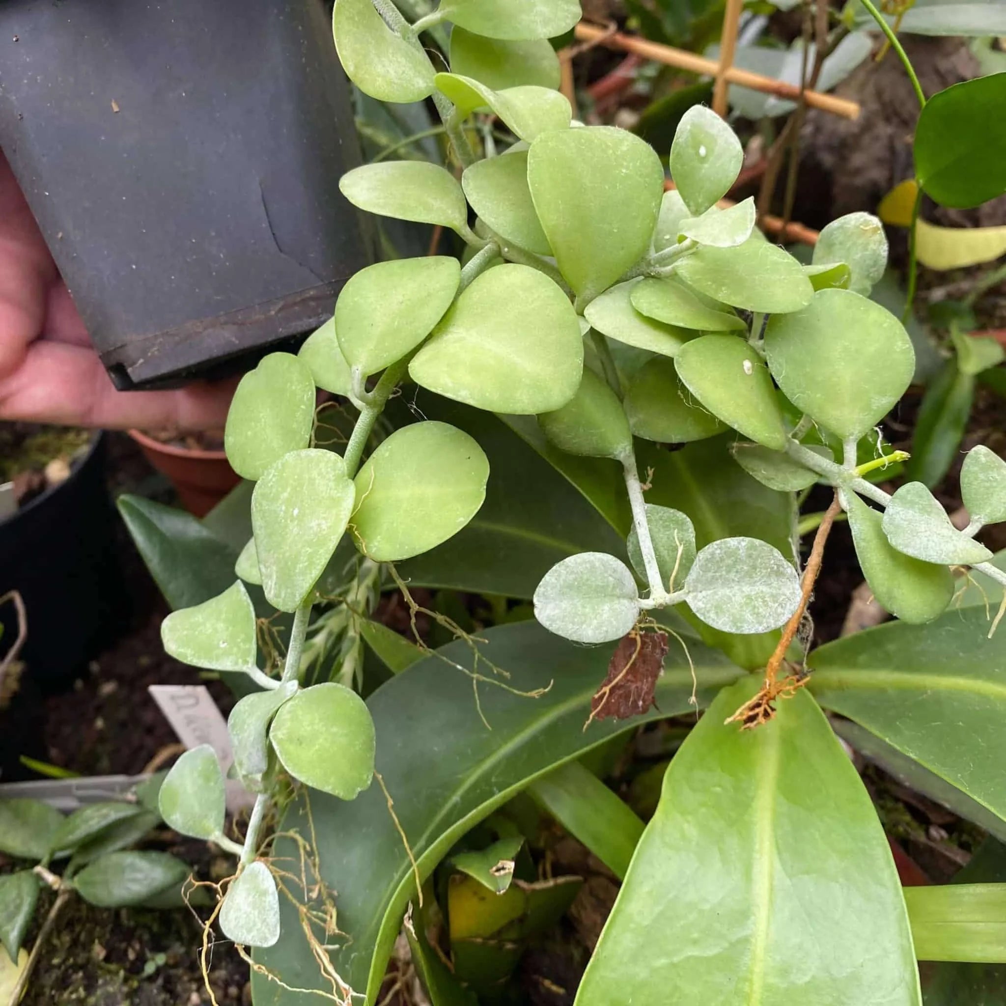 Dischidia spec. Geria 大森食虫植物農園