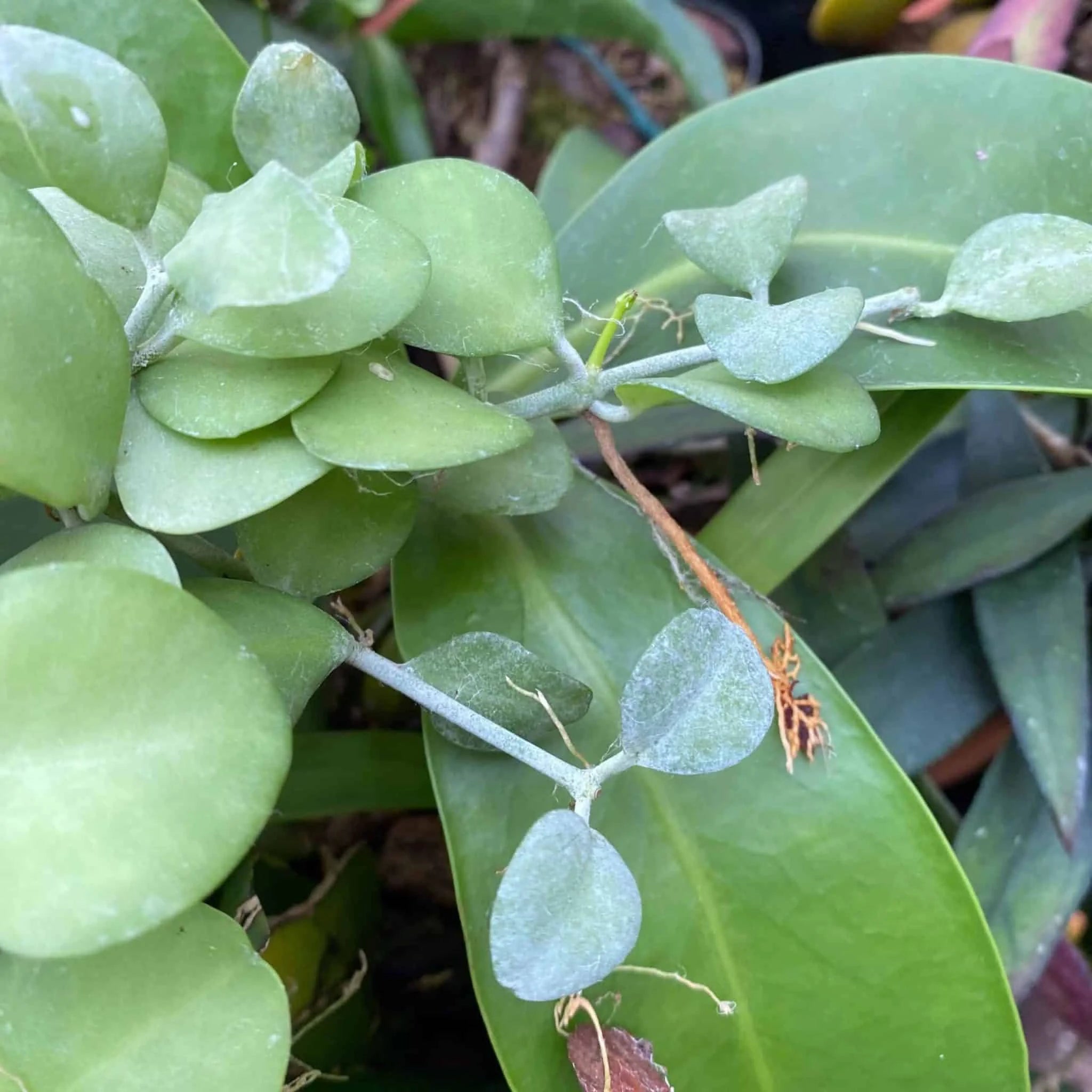 Dischidia spec. Geria 大森食虫植物農園