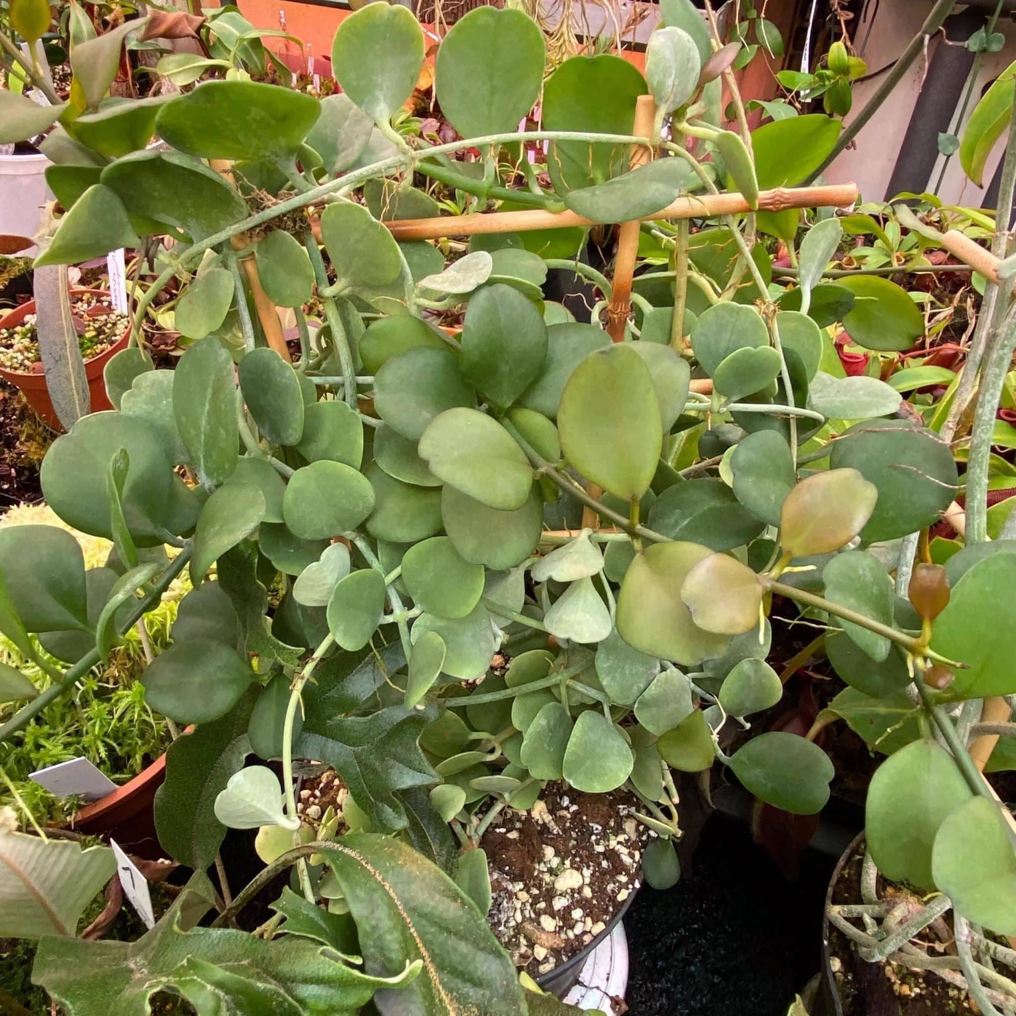 Dischidia spec. Geria 大森食虫植物農園