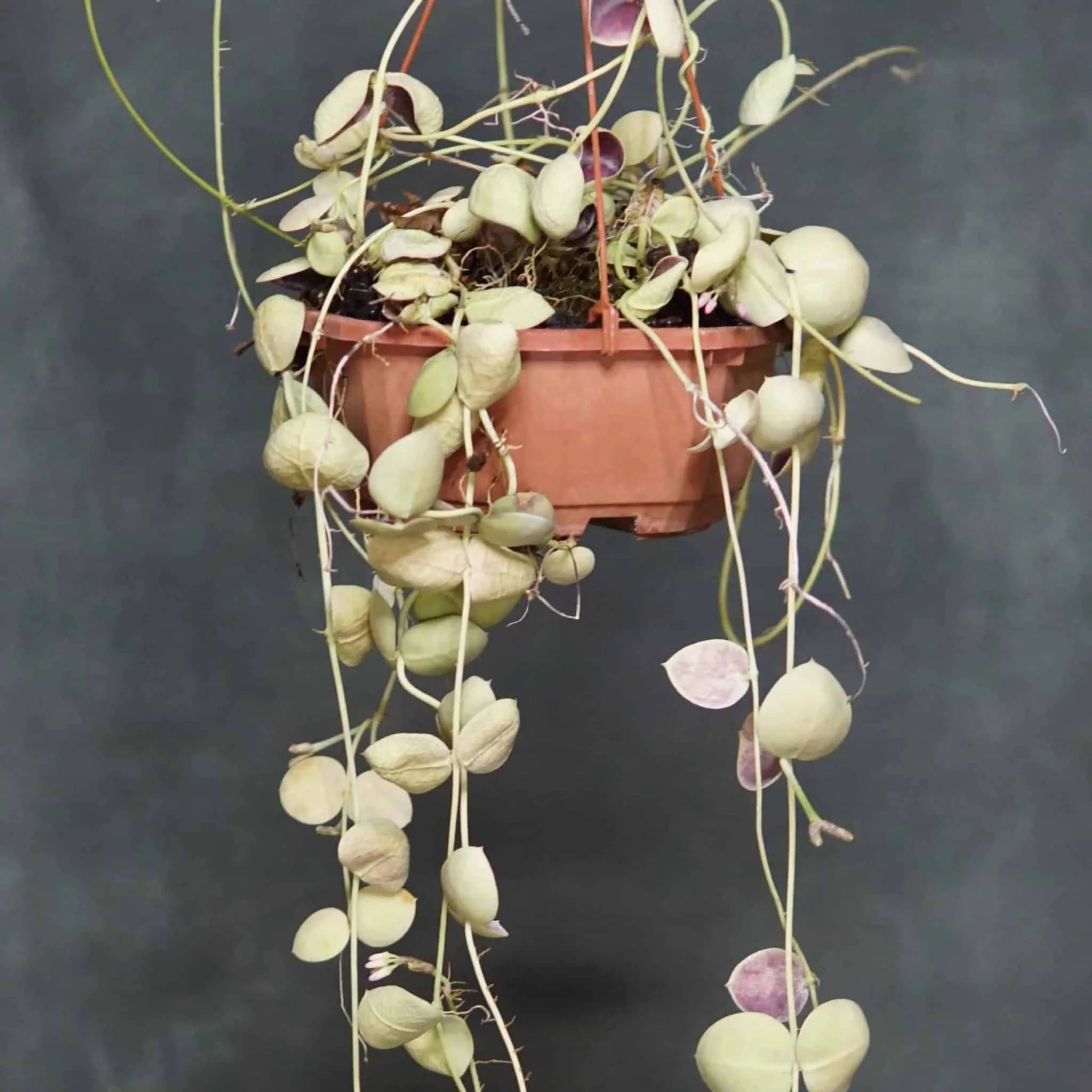 Dischidia spec. Snaily 大森食虫植物農園