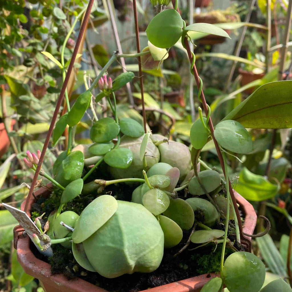 Dischidia spec. Snaily 大森食虫植物農園