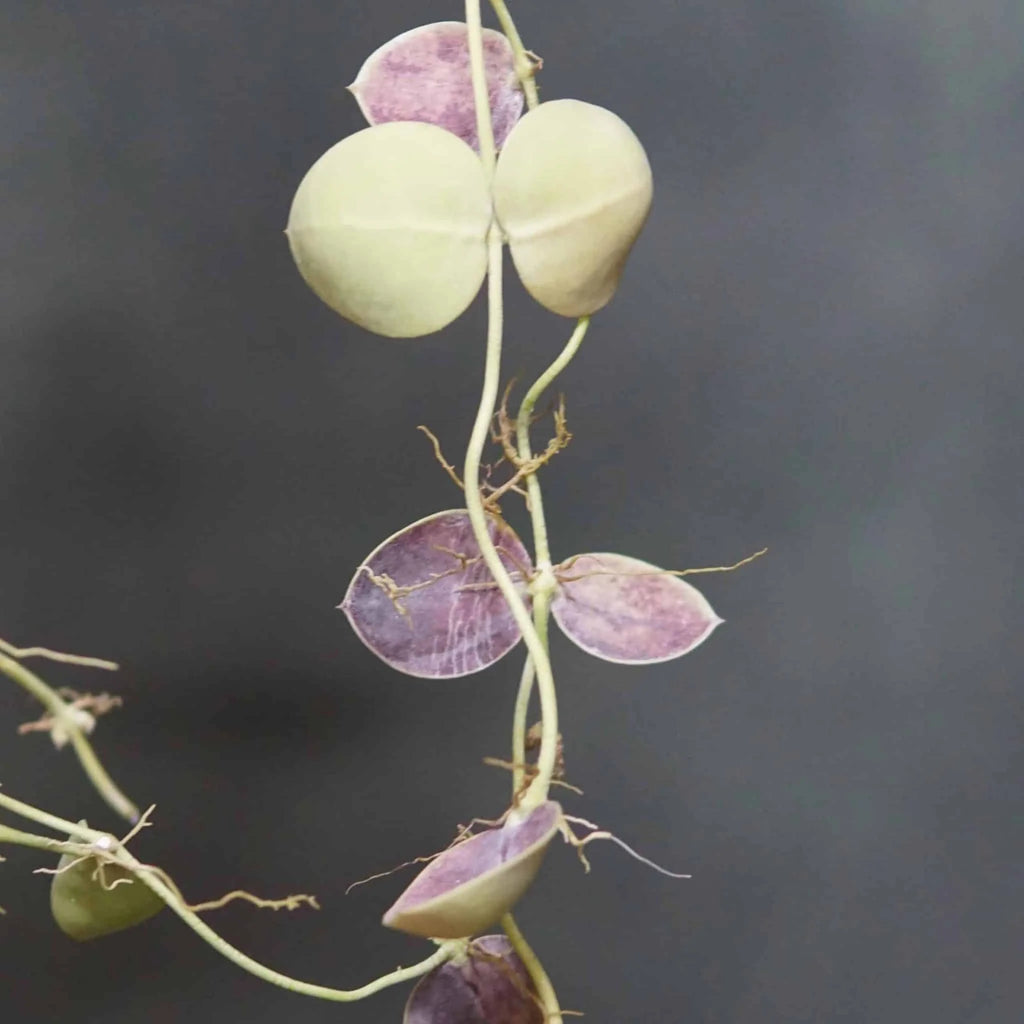 Dischidia spec. Snaily 大森食虫植物農園