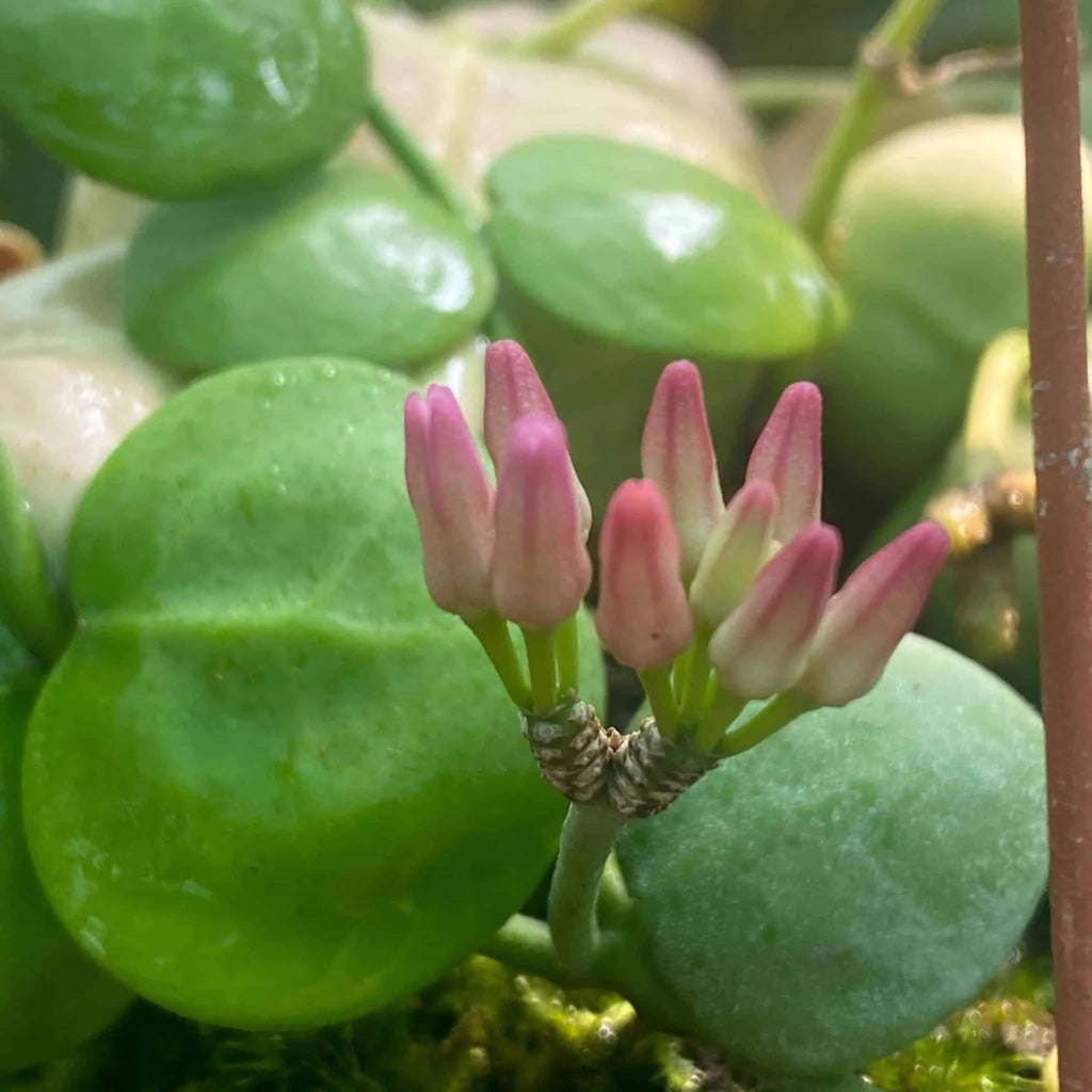Dischidia spec. Snaily 大森食虫植物農園