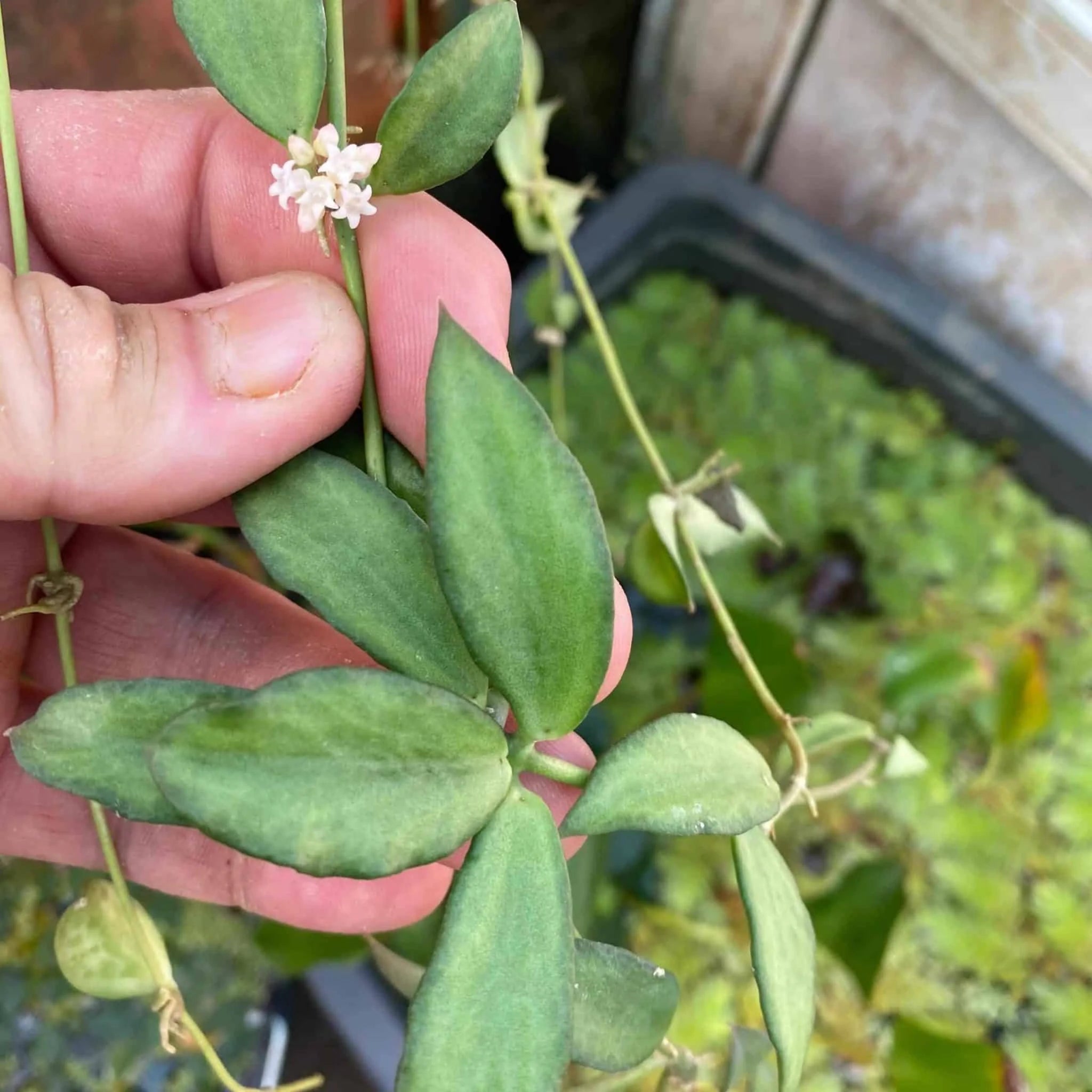 Dischidia spec. Thailand 大森食虫植物農園