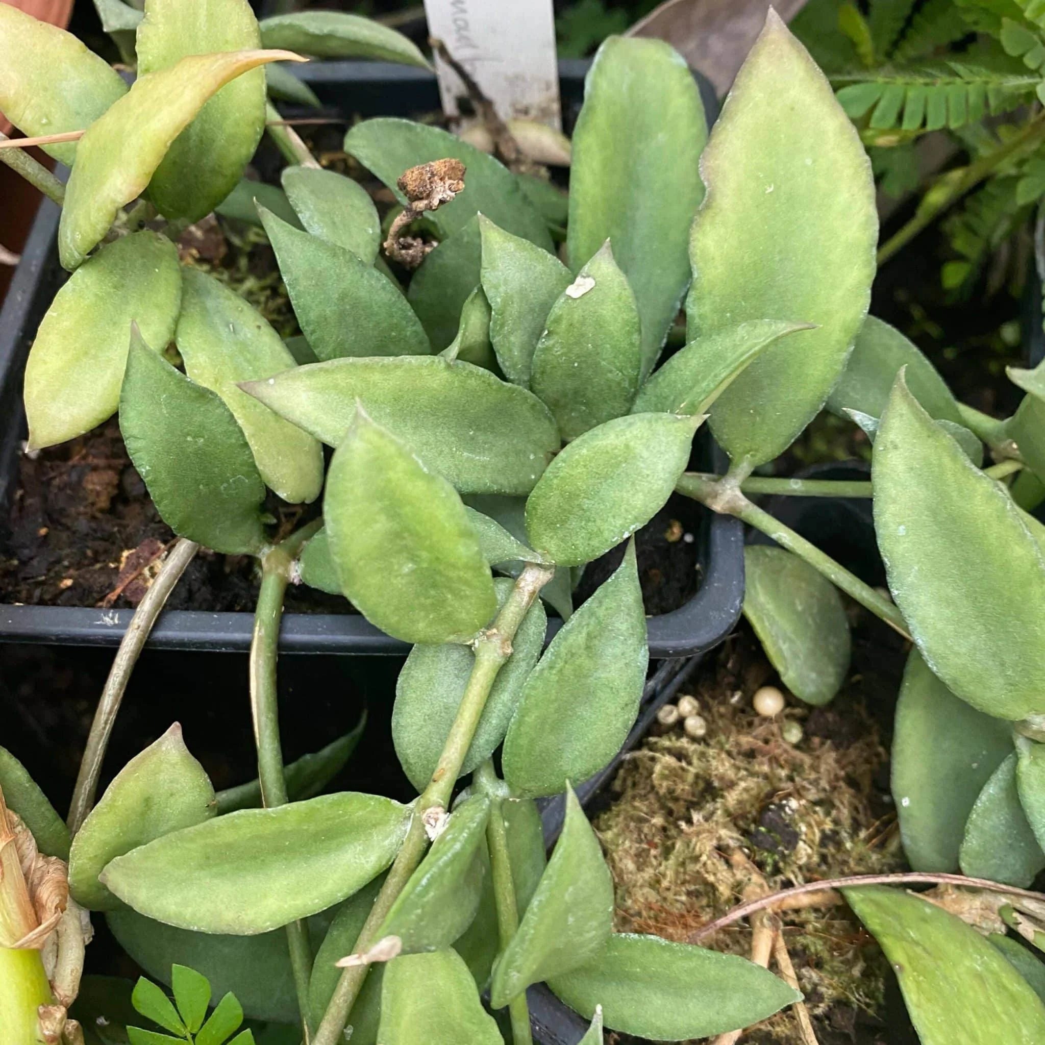 Dischidia spec. Thailand 大森食虫植物農園