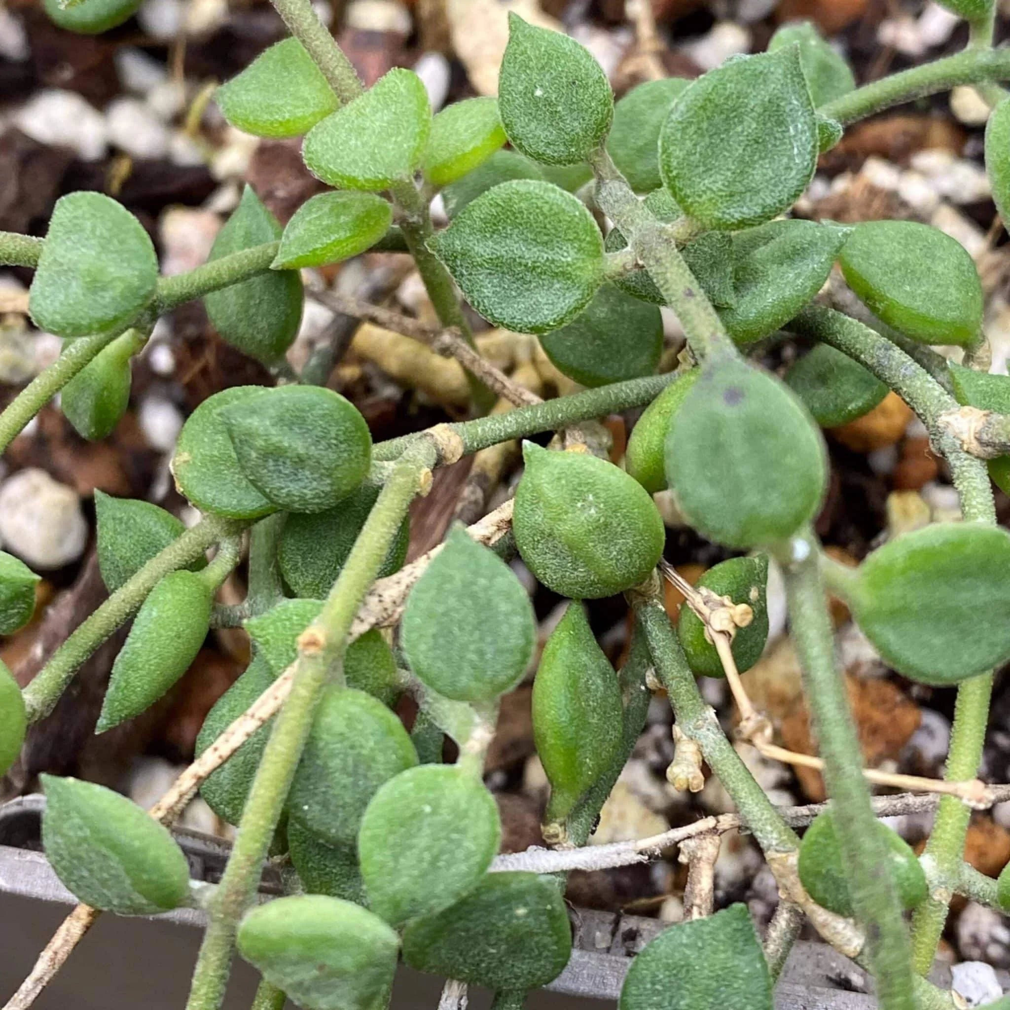 Dischidia tomentella 大森食虫植物農園