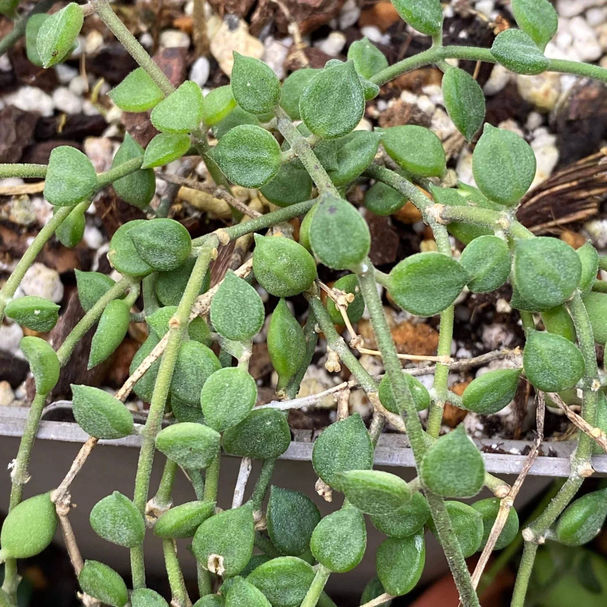 Dischidia tomentella 大森食虫植物農園
