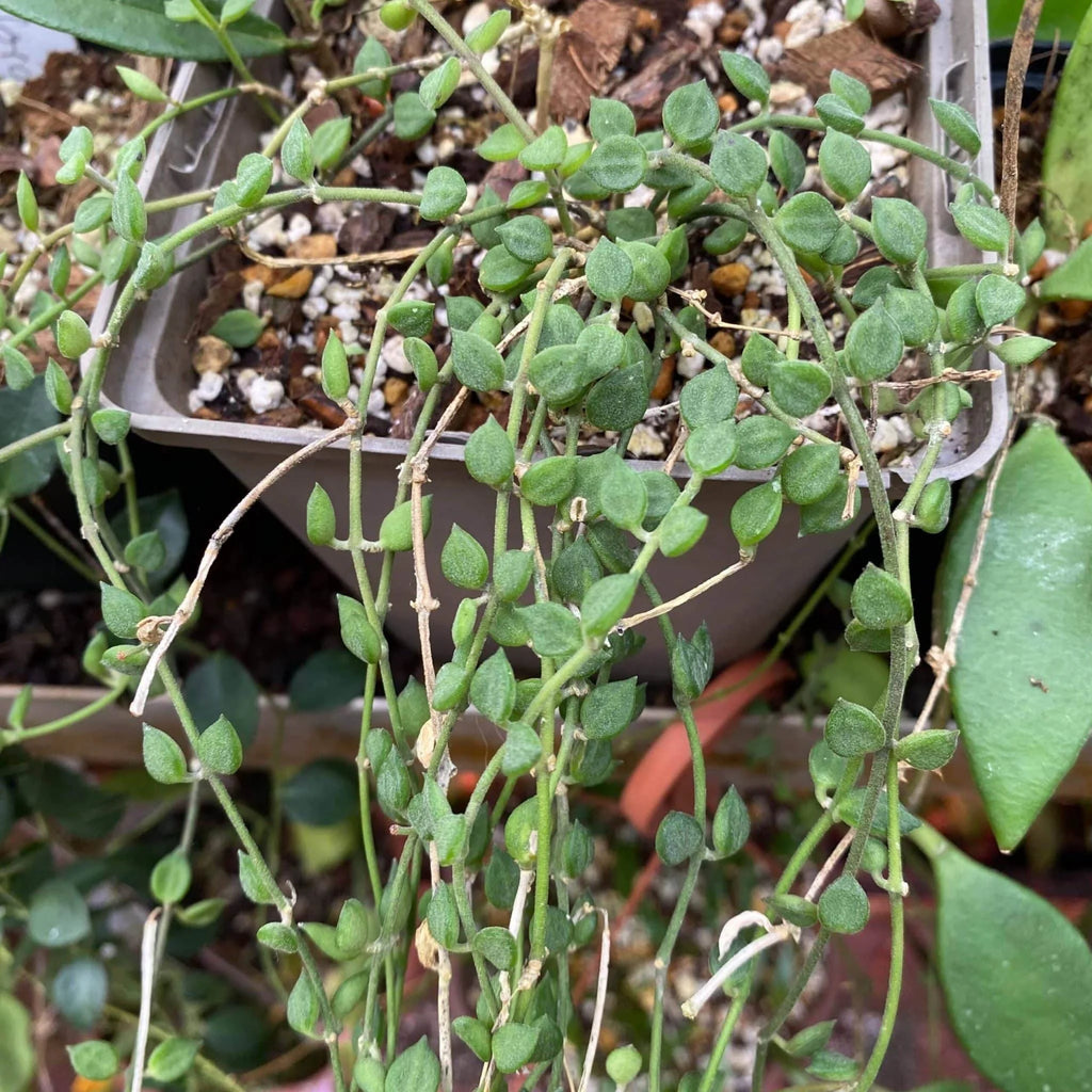 Dischidia tomentella 大森食虫植物農園