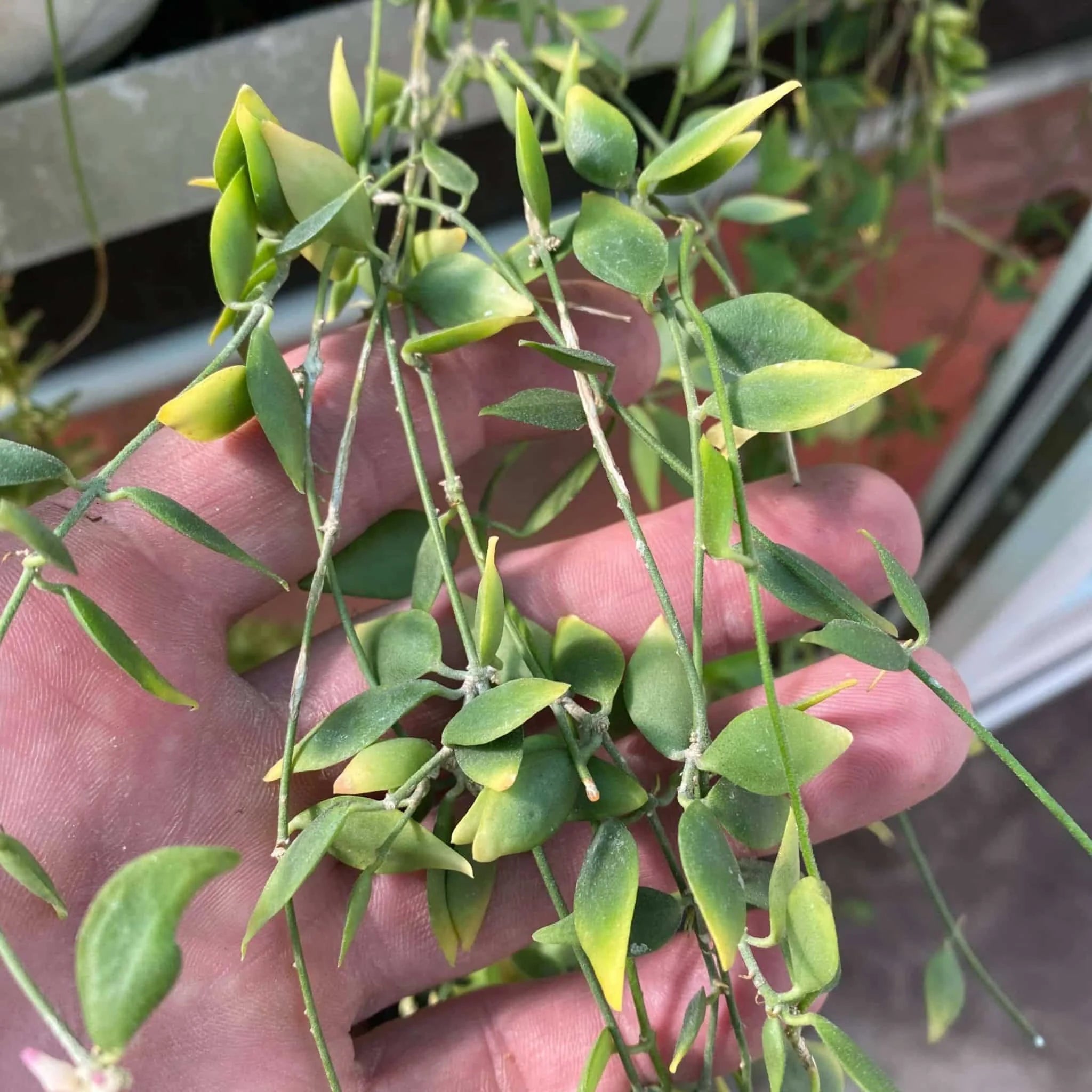 Dischidia truncata 大森食虫植物農園