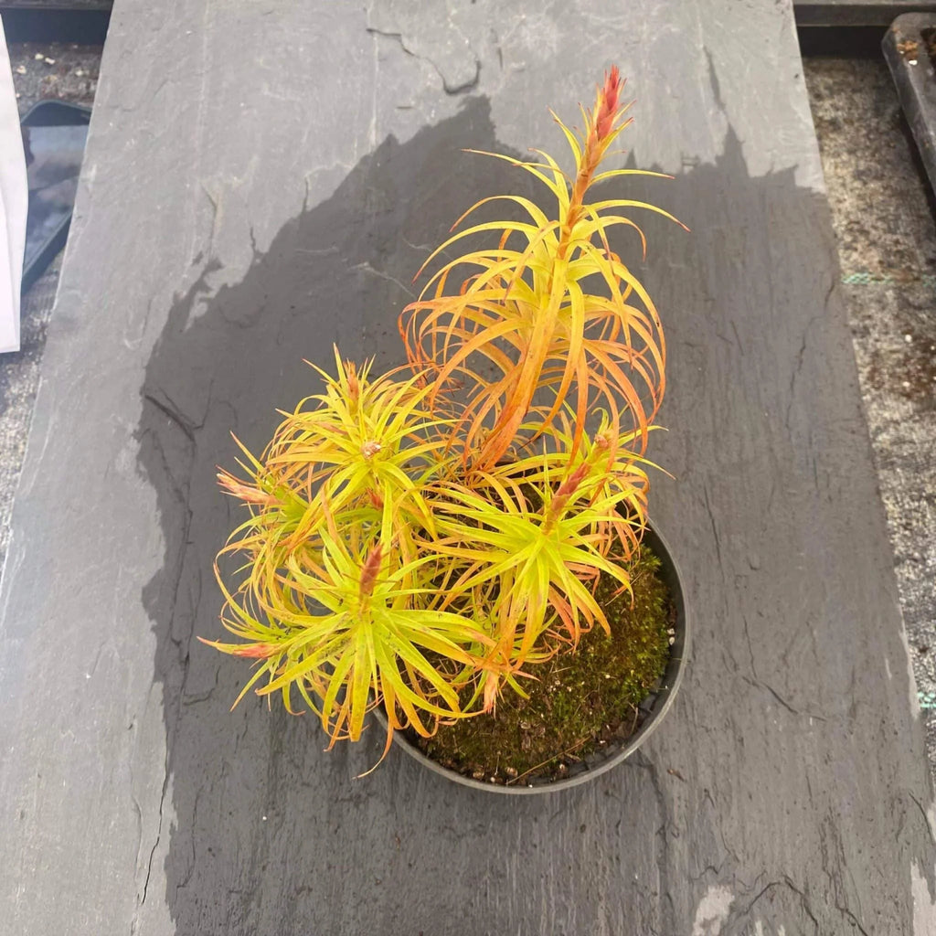 Dracophyllum spec. stricta ? 大森食虫植物農園