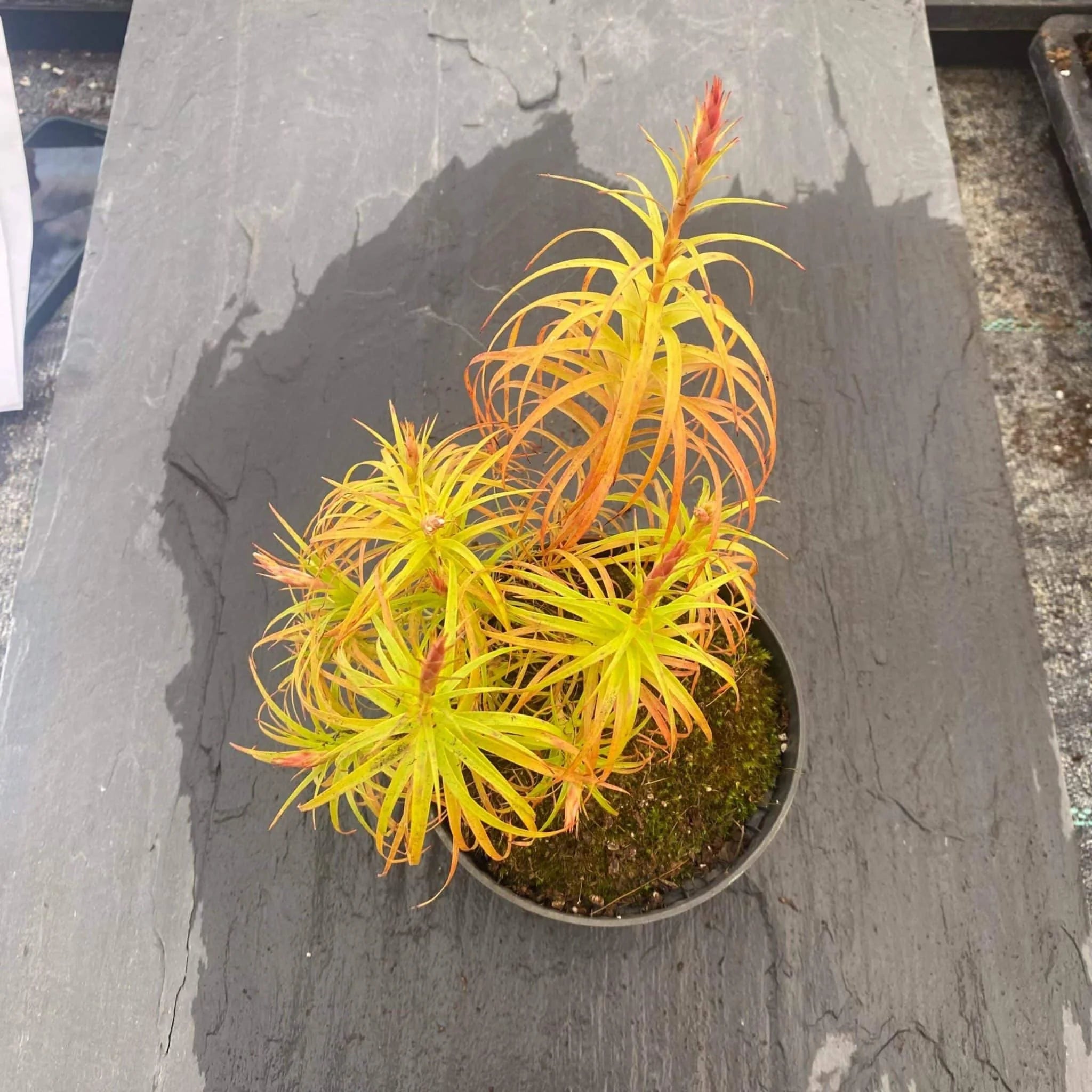 Dracophyllum spec. stricta ? 大森食虫植物農園