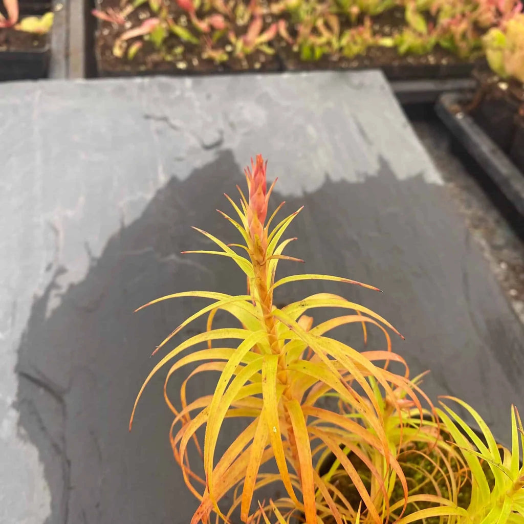 Dracophyllum spec. stricta ? 大森食虫植物農園