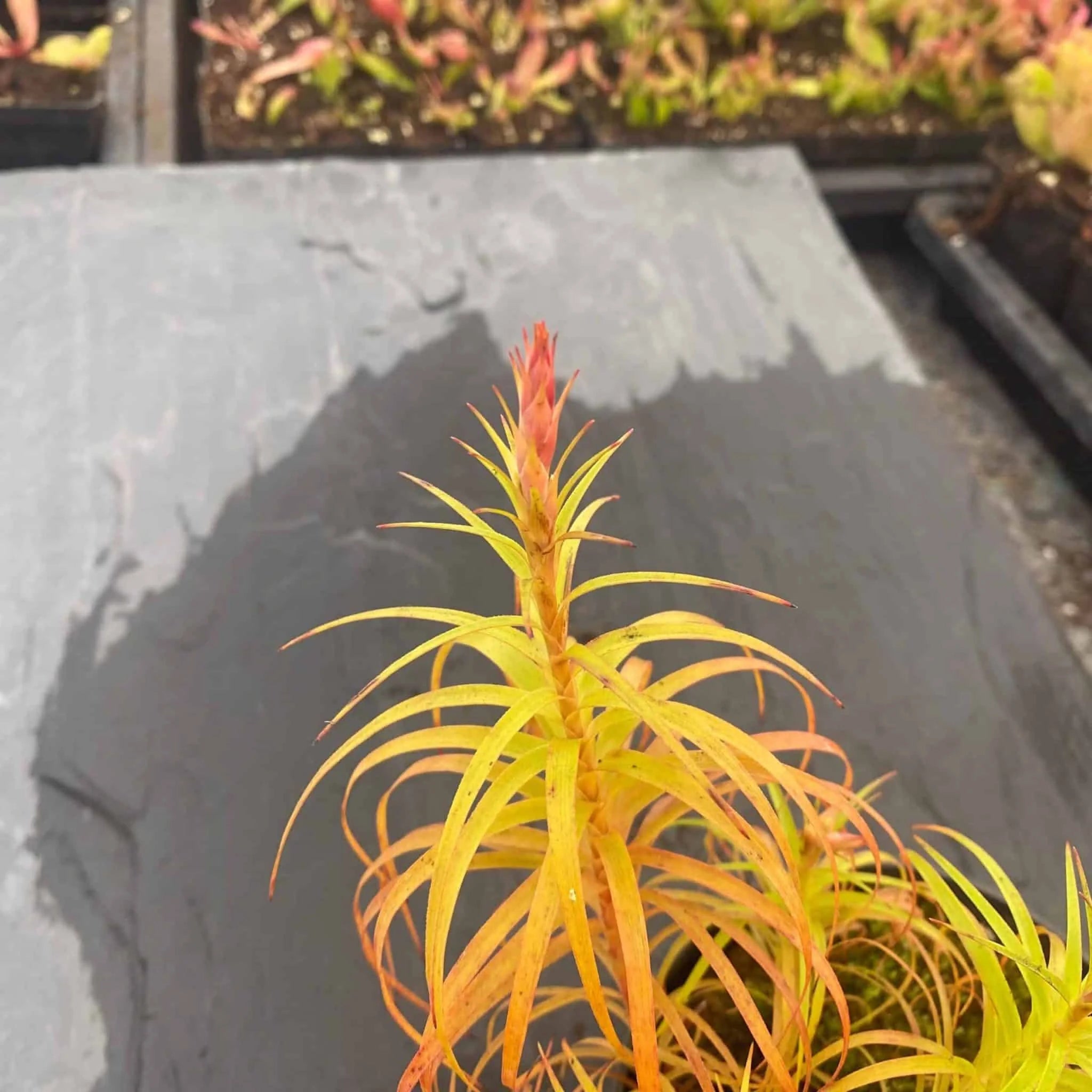 Dracophyllum spec. stricta ? 大森食虫植物農園