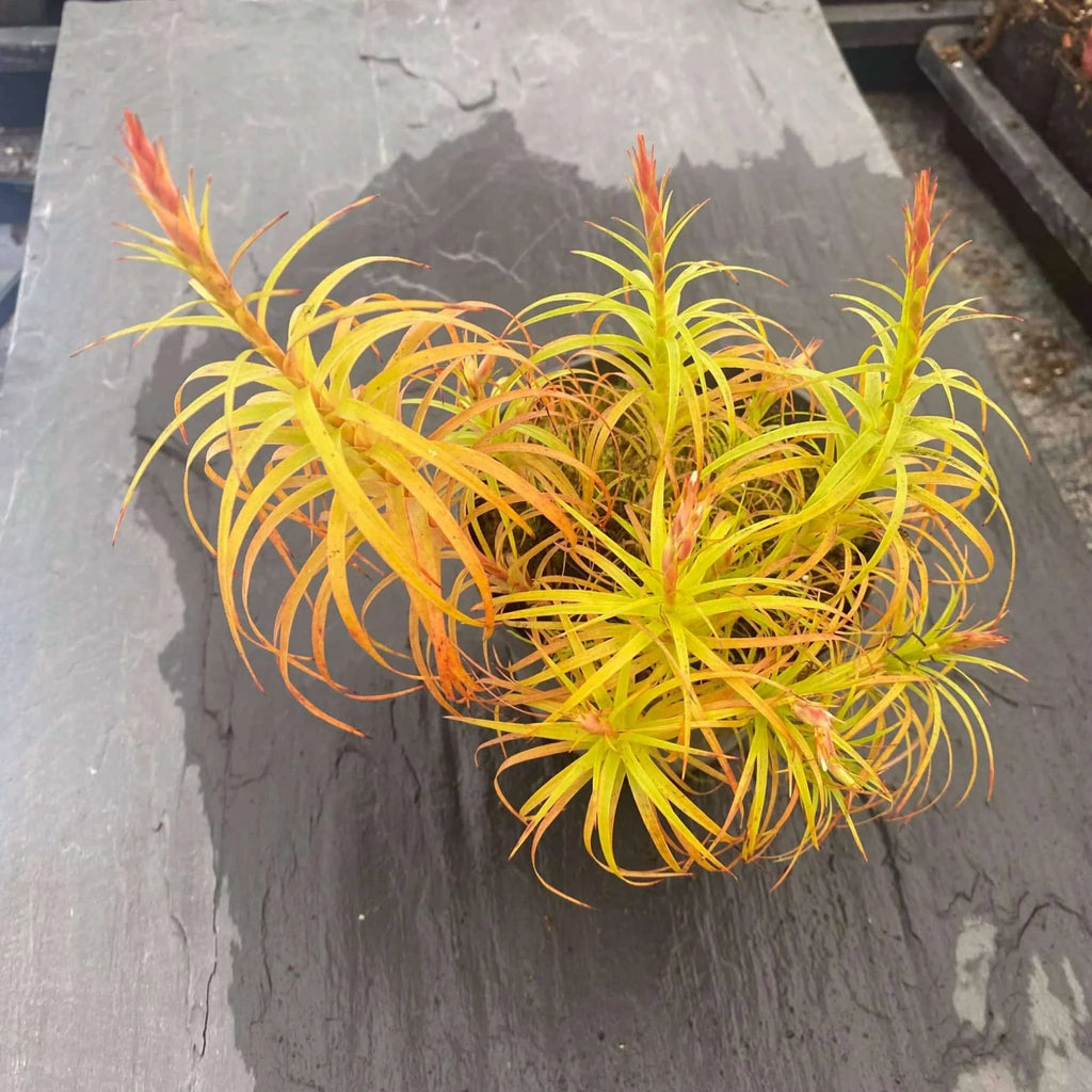 Dracophyllum spec. stricta ? 大森食虫植物農園