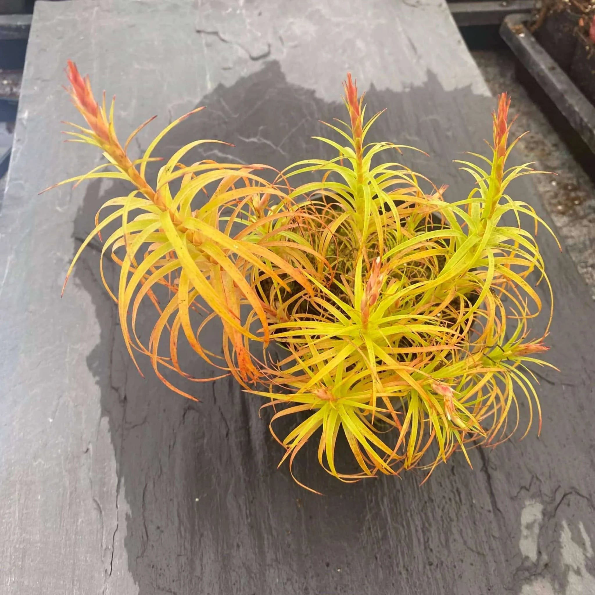 Dracophyllum spec. stricta ? 大森食虫植物農園
