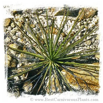 Drosophyllum lusitanicum {mixed Portugal - Spain populations} [BCP ID# S239] (10粒の種子) 大森食虫植物農園