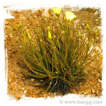 Drosophyllum lusitanicum {mixed Portugal - Spain populations} [BCP ID# S239] (10粒の種子) 大森食虫植物農園