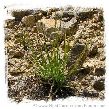 Drosophyllum lusitanicum {near Alcala de los Gazules, Andalusia, Spain} [BCP ID# S011] (6粒の種子) 大森食虫植物農園