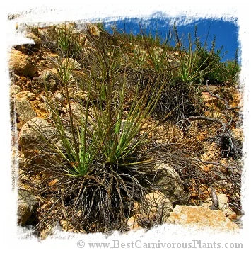 Drosophyllum lusitanicum {near Alcala de los Gazules, Andalusia, Spain} [BCP ID# S011] (6粒の種子) 大森食虫植物農園