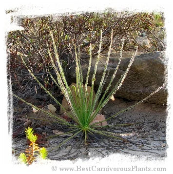 Drosophyllum lusitanicum {near Cortes de la Frontera, Andalusia, Spain} [BCP ID# S010] (6粒の種子) 大森食虫植物農園