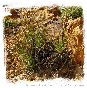 Drosophyllum lusitanicum {near Cortes de la Frontera, Andalusia, Spain} [BCP ID# S010] (6粒の種子) 大森食虫植物農園