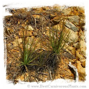 Drosophyllum lusitanicum {near Los Barrios, Andalusia, Spain} [BCP ID# S253] (6粒の種子) 大森食虫植物農園