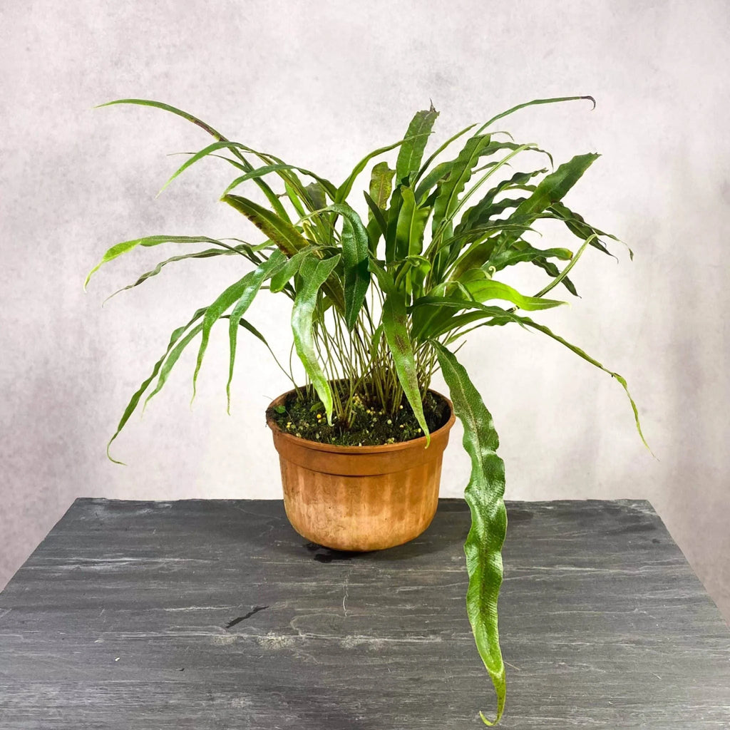 Elaphoglossum blumeanum (spec. wavy/hairy leaves) 大森食虫植物農園