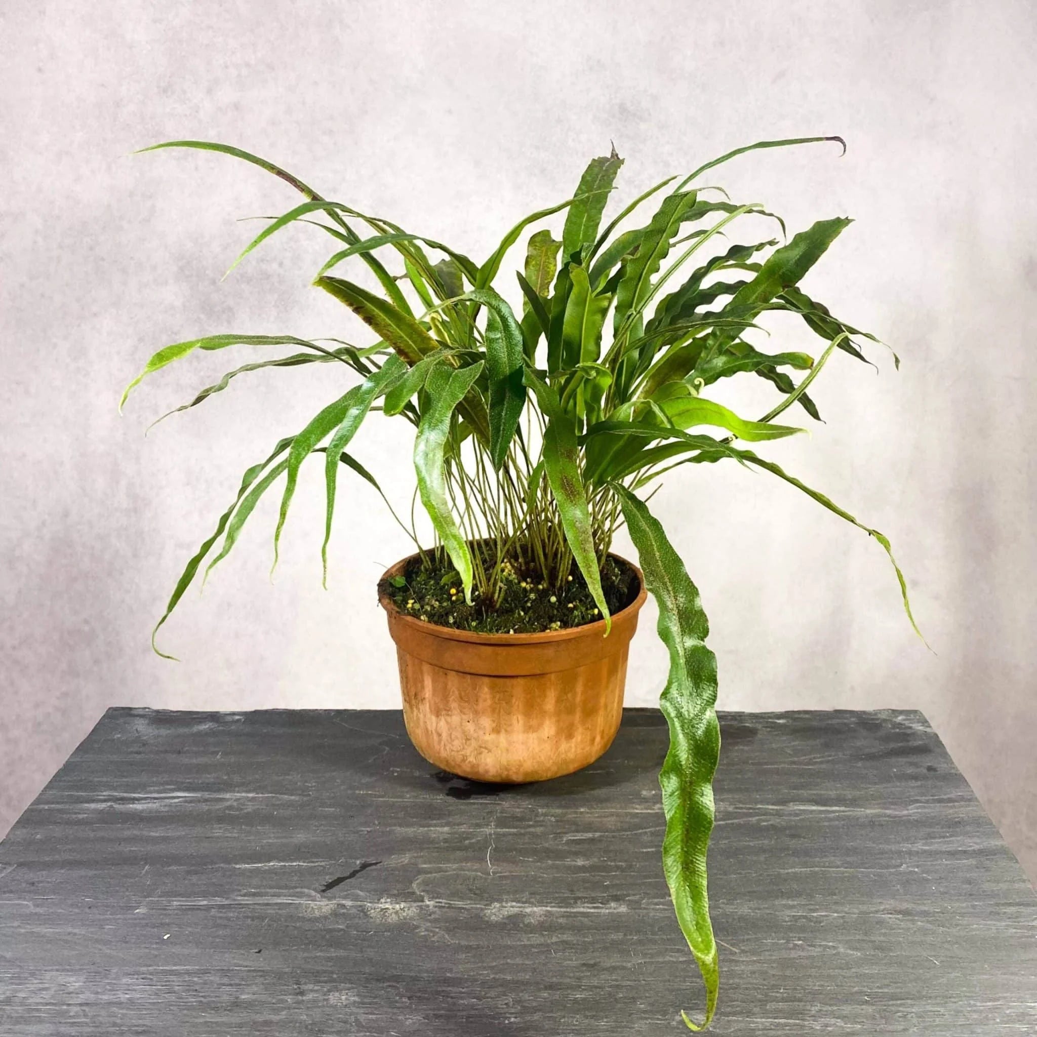Elaphoglossum blumeanum (spec. wavy/hairy leaves) 大森食虫植物農園