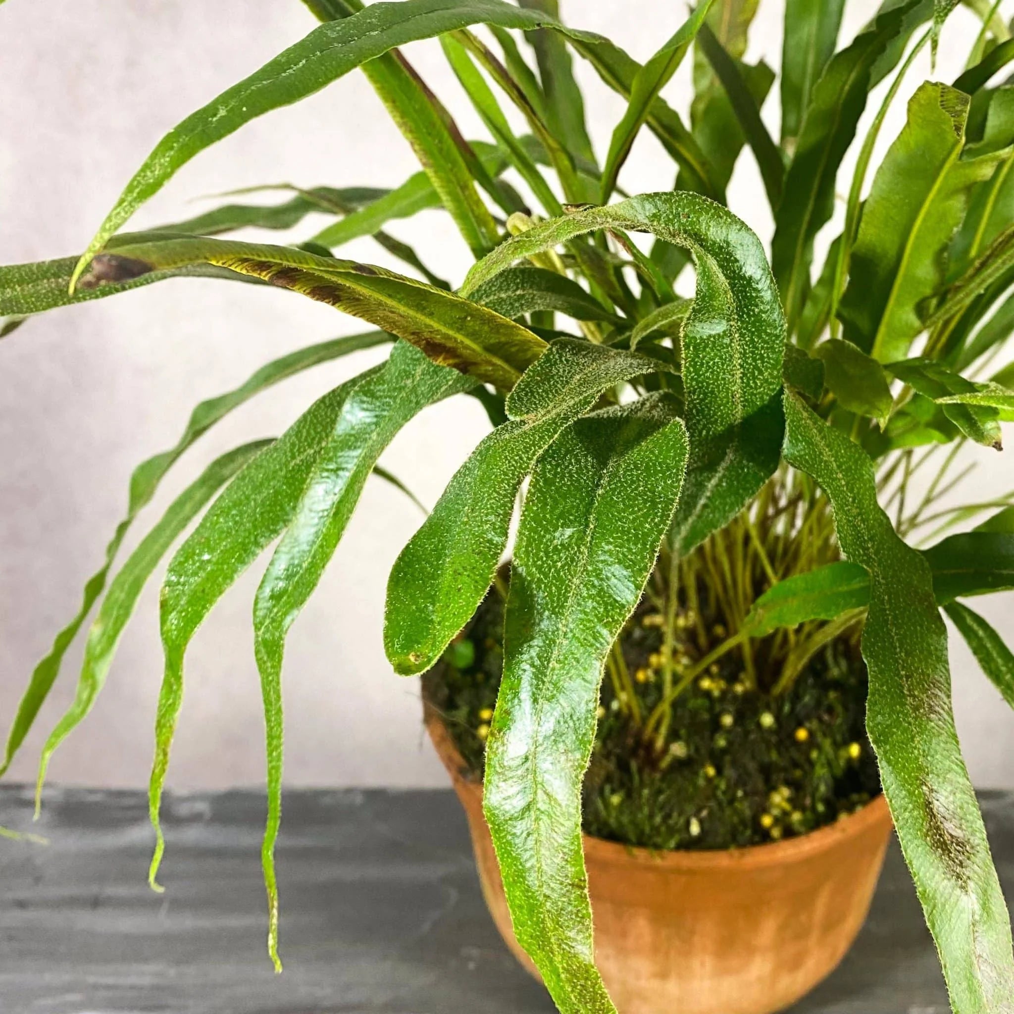 Elaphoglossum blumeanum (spec. wavy/hairy leaves) 大森食虫植物農園