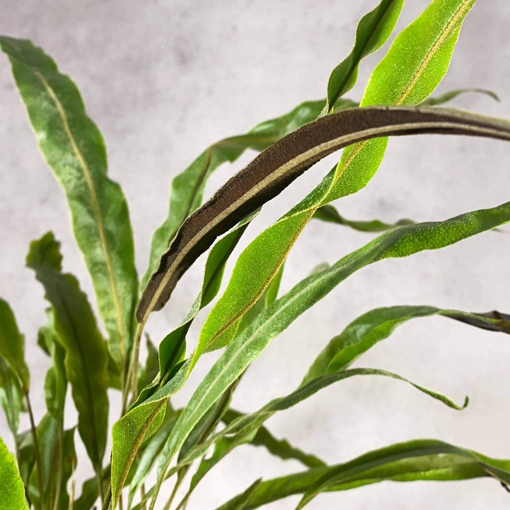 Elaphoglossum blumeanum (spec. wavy/hairy leaves) 大森食虫植物農園