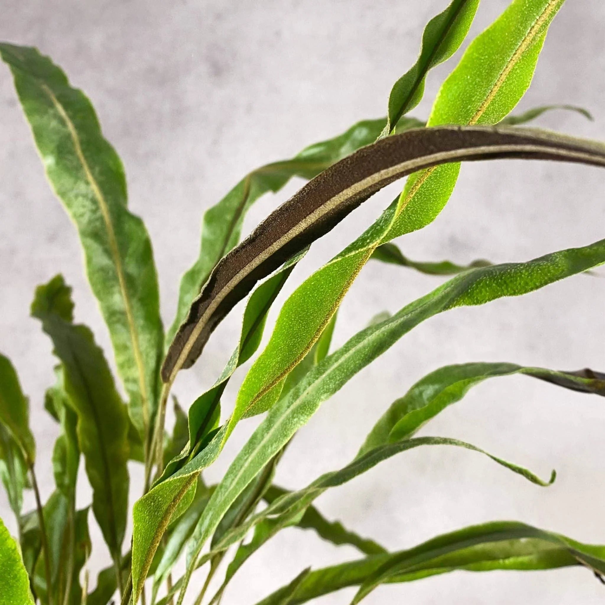 Elaphoglossum blumeanum (spec. wavy/hairy leaves) 大森食虫植物農園