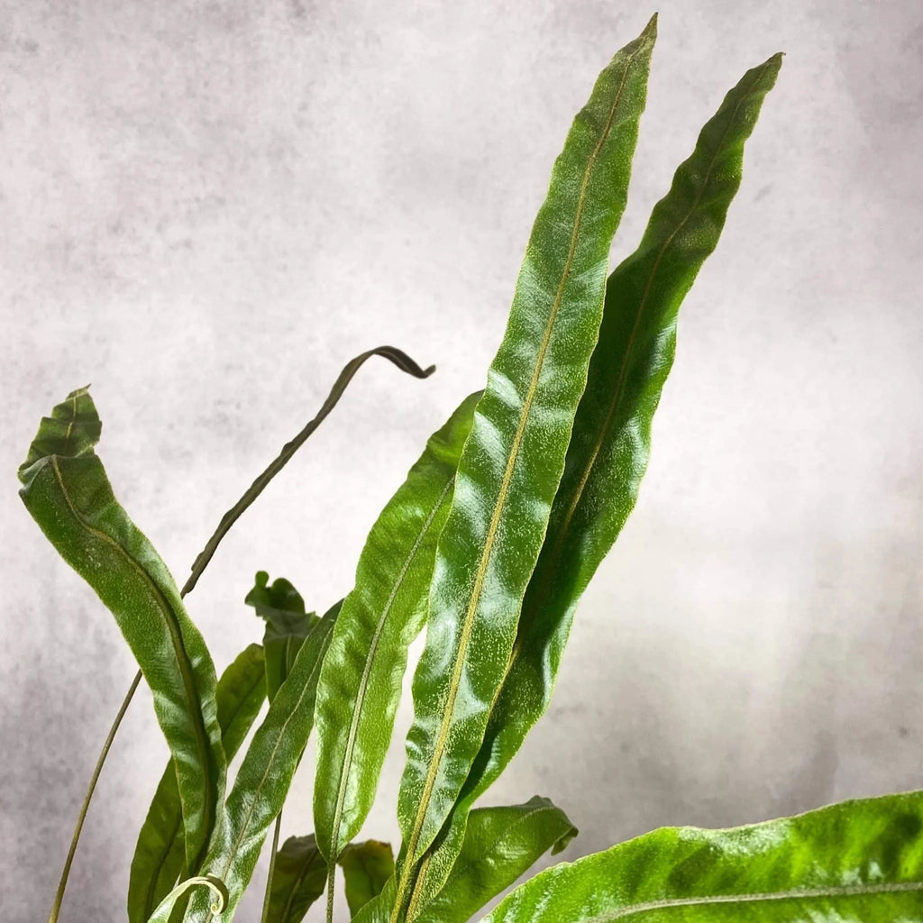 Elaphoglossum blumeanum (spec. wavy/hairy leaves) 大森食虫植物農園