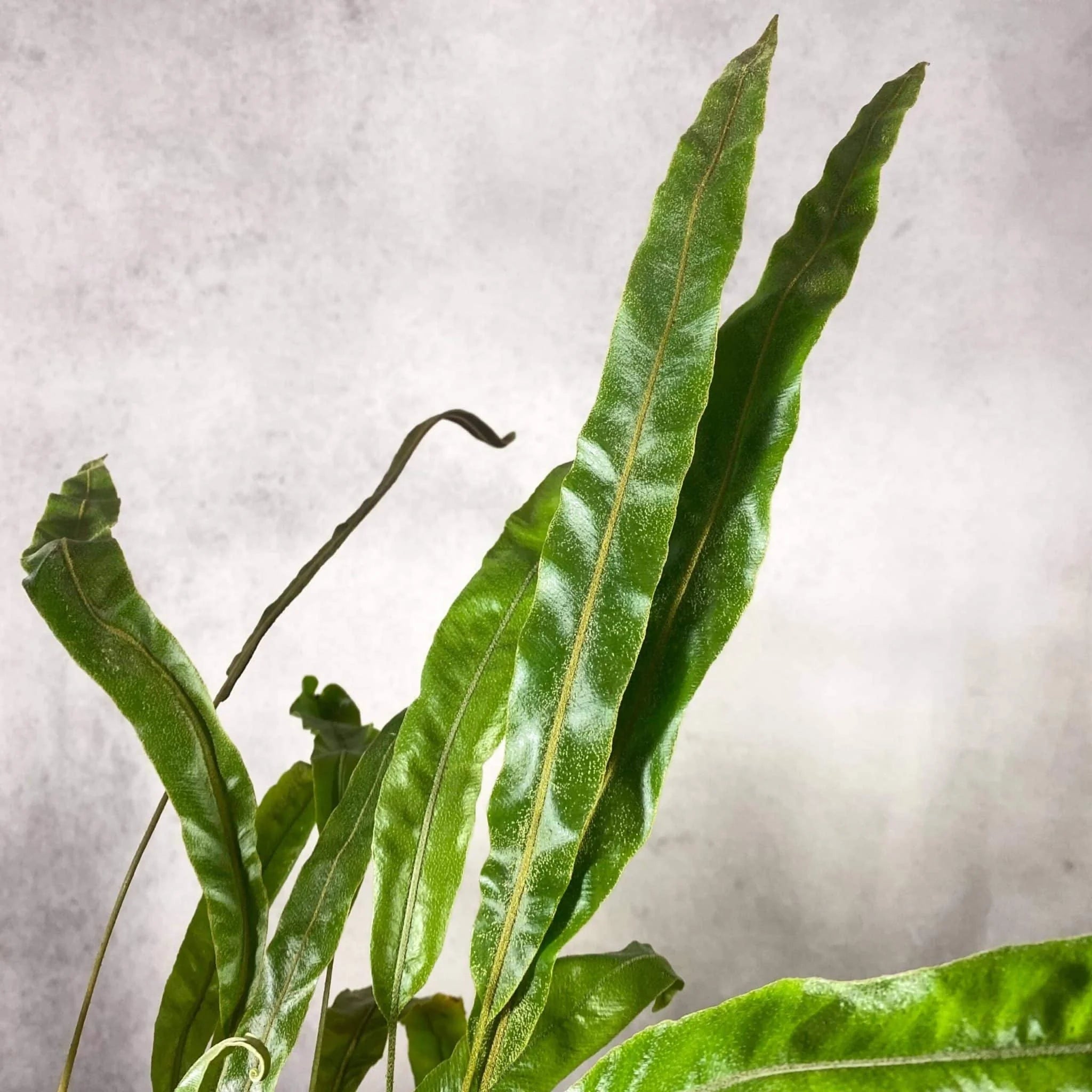Elaphoglossum blumeanum (spec. wavy/hairy leaves) 大森食虫植物農園