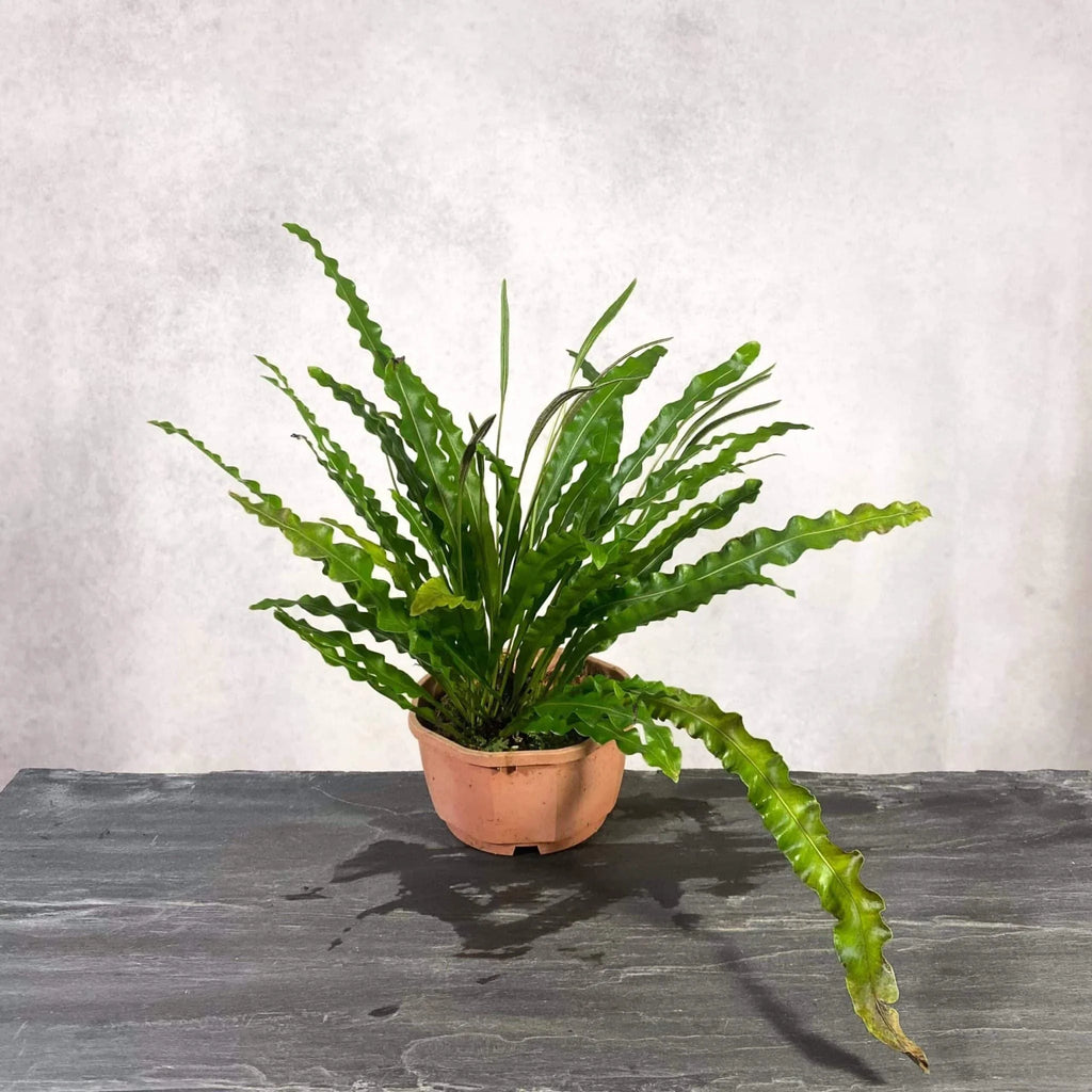 Elaphoglossum eximinum 大森食虫植物農園