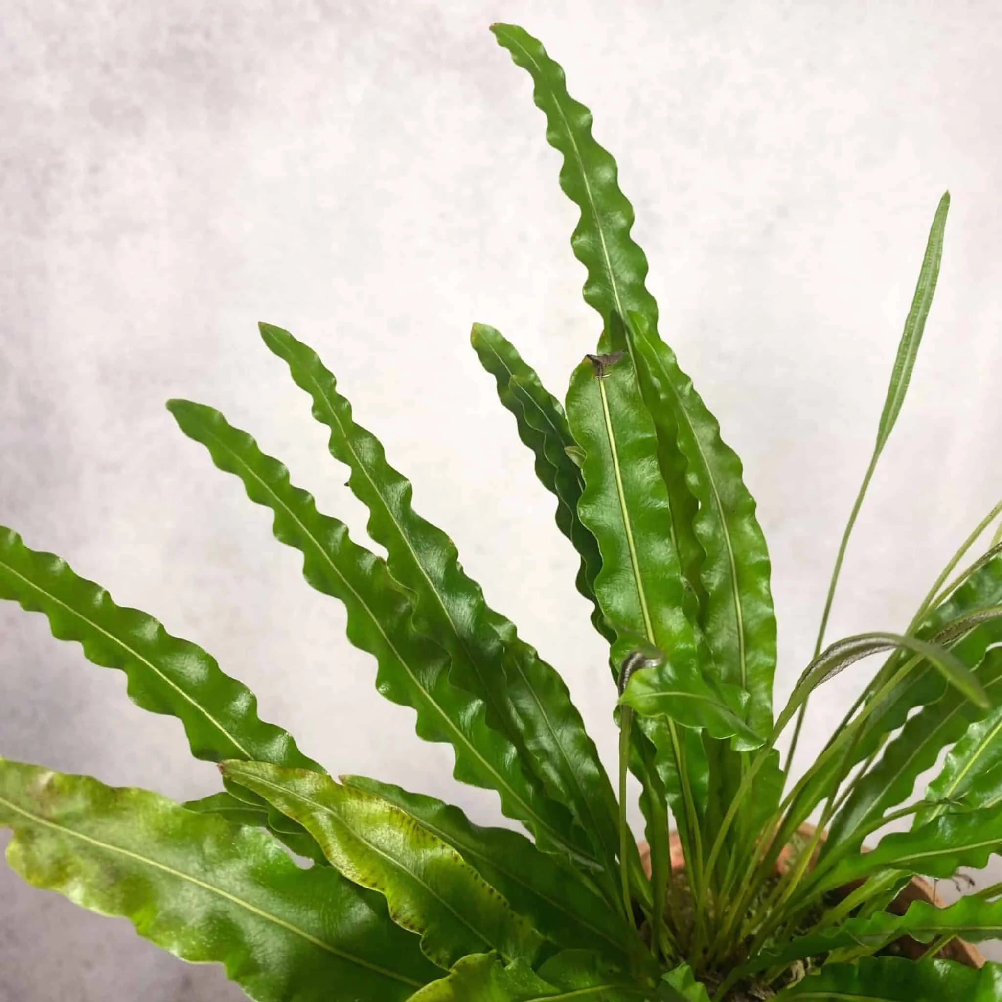 Elaphoglossum eximinum 大森食虫植物農園