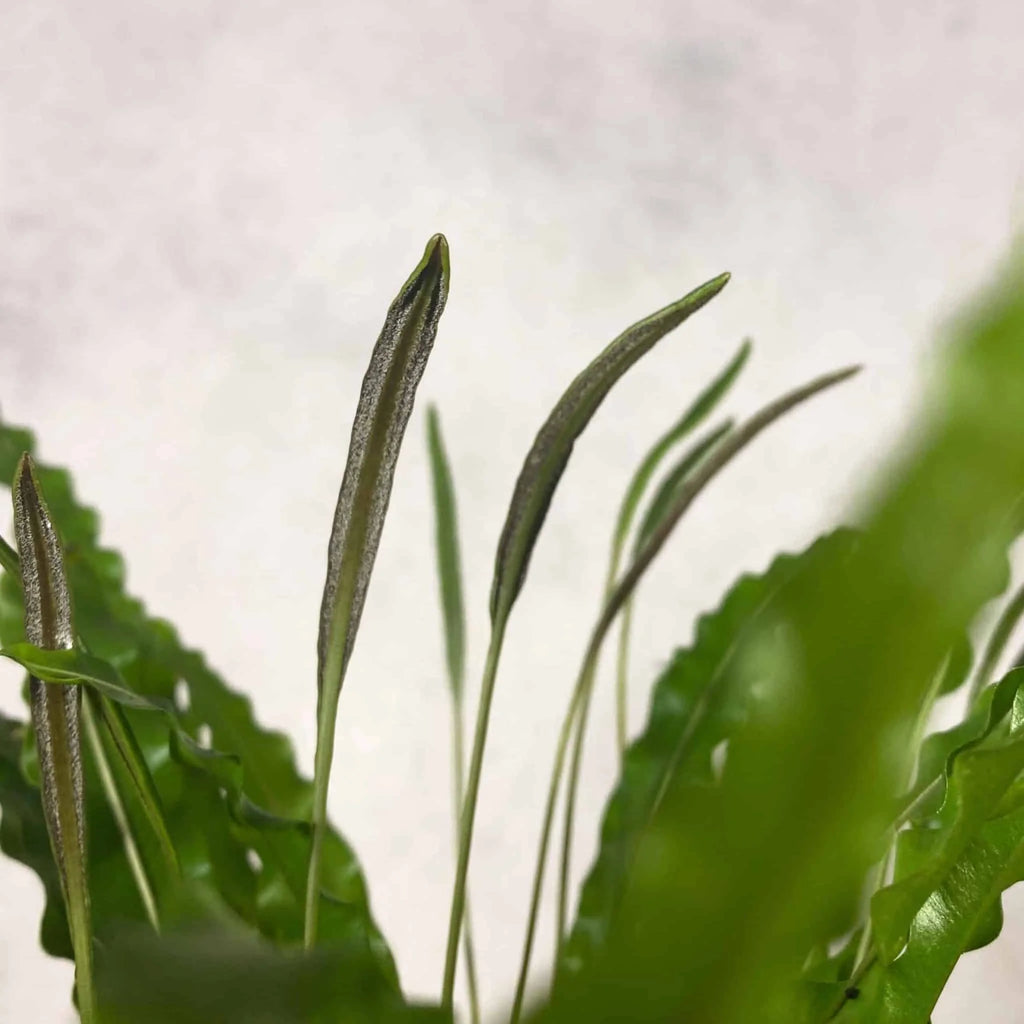 Elaphoglossum eximinum 大森食虫植物農園