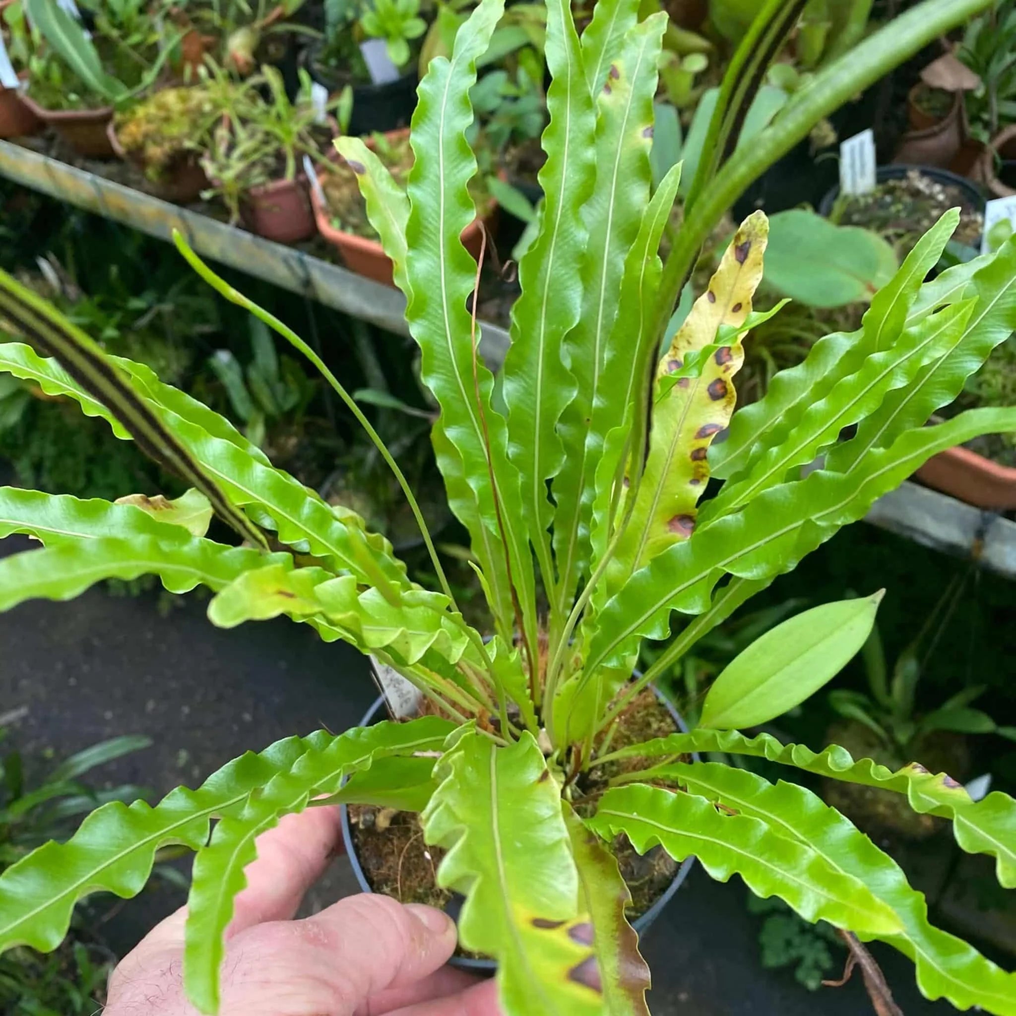 Elaphoglossum eximinum 大森食虫植物農園