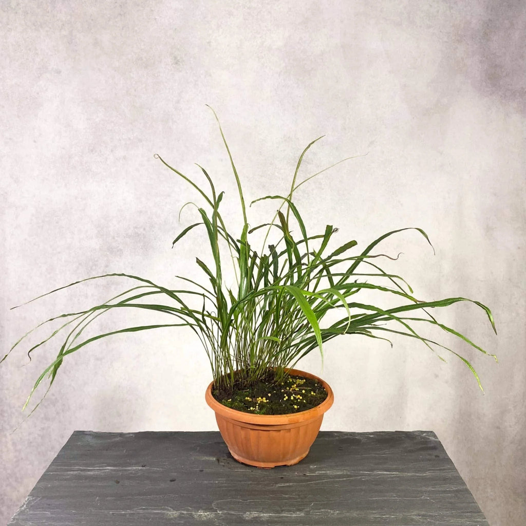 Elaphoglossum lamellatum, division 大森食虫植物農園