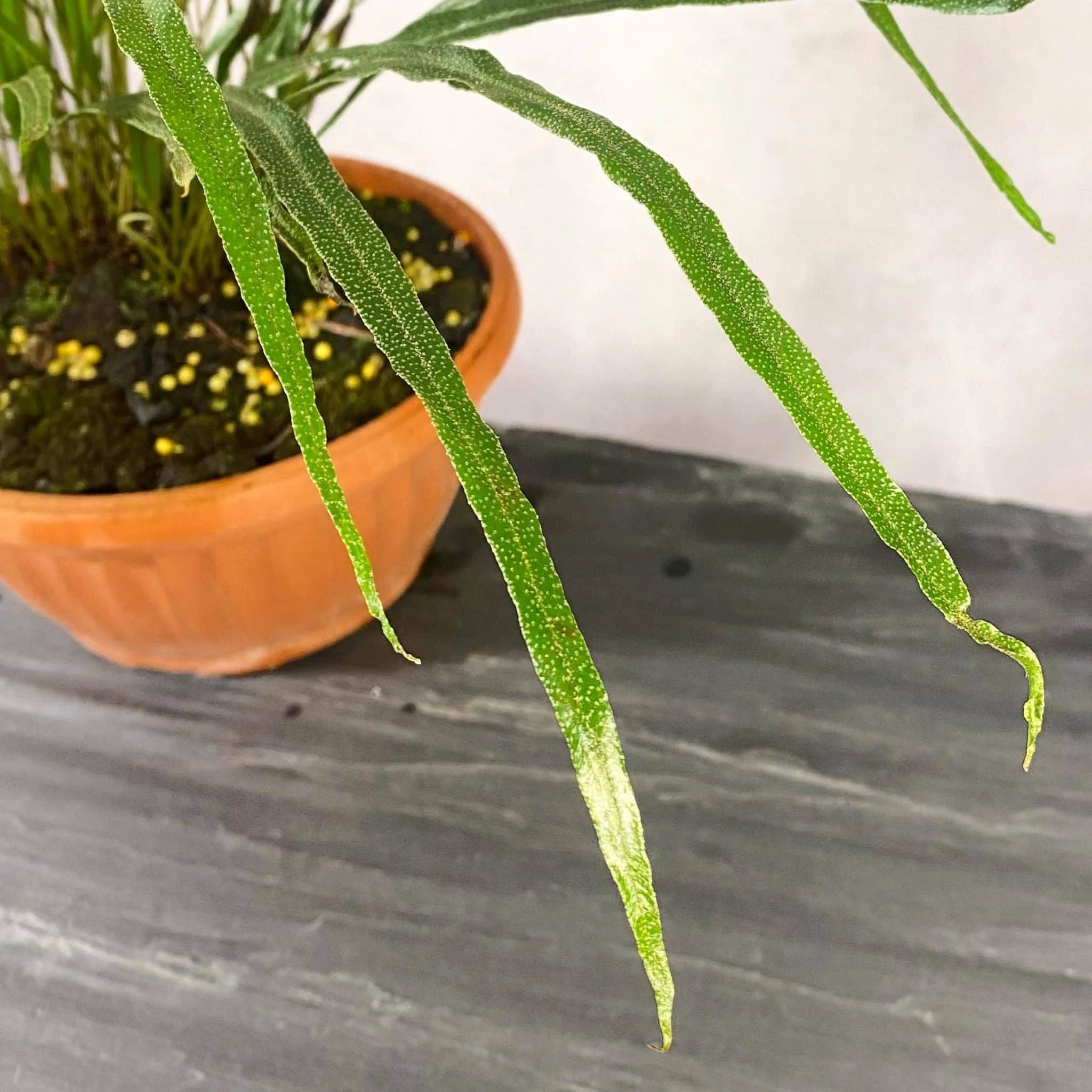 Elaphoglossum lamellatum, division 大森食虫植物農園