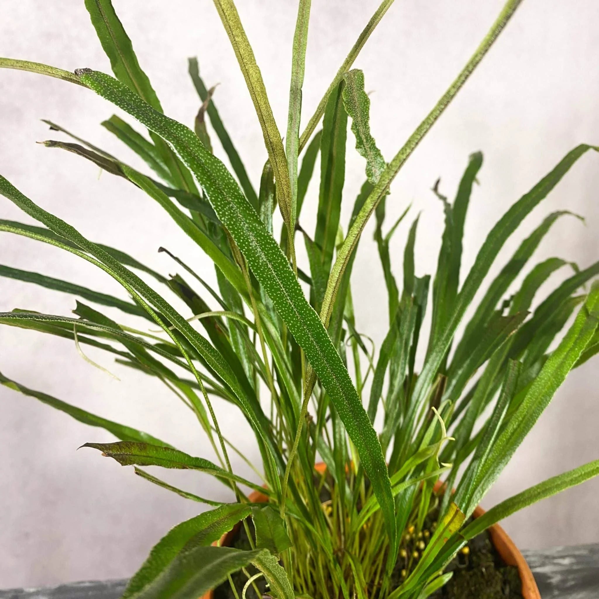 Elaphoglossum lamellatum, division 大森食虫植物農園