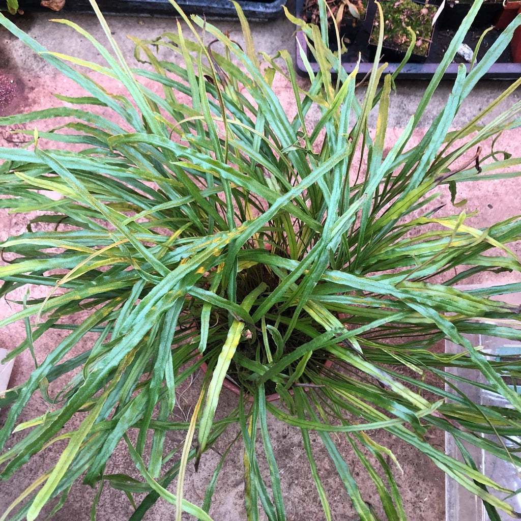 Elaphoglossum lamellatum, division 大森食虫植物農園