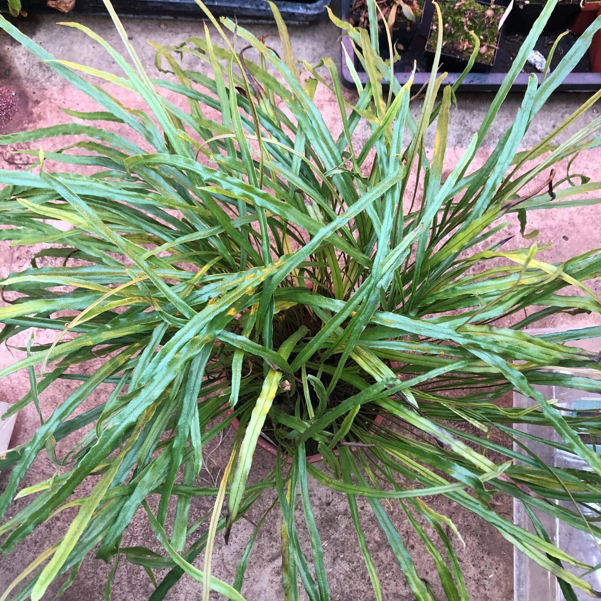 Elaphoglossum lamellatum, division 大森食虫植物農園