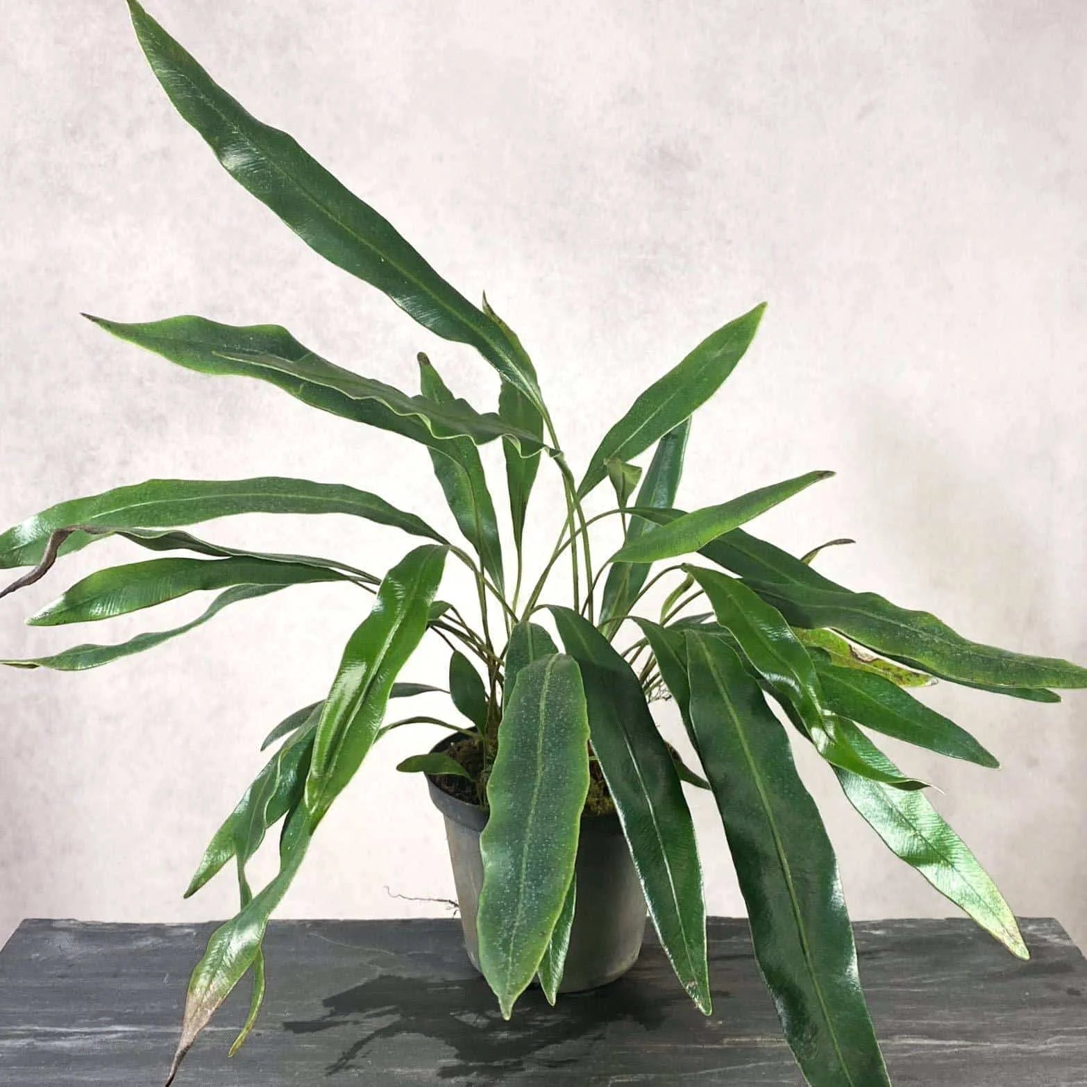 Elaphoglossum metallicum, divisions 大森食虫植物農園