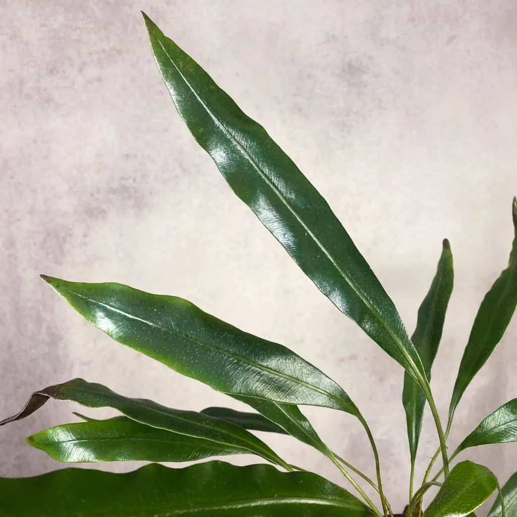 Elaphoglossum metallicum, divisions 大森食虫植物農園
