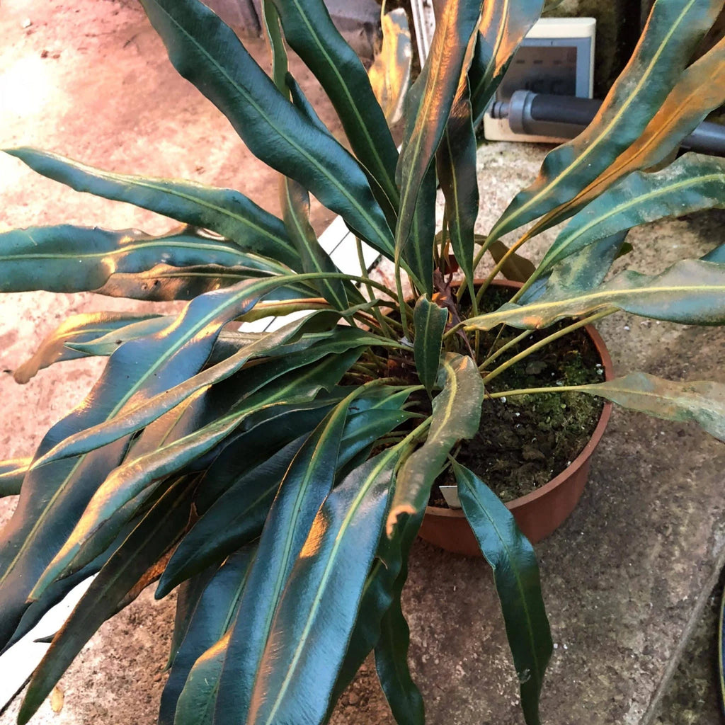 Elaphoglossum metallicum, divisions 大森食虫植物農園
