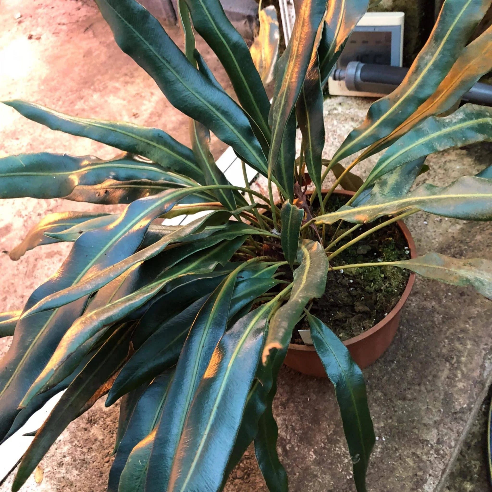 Elaphoglossum metallicum, divisions 大森食虫植物農園