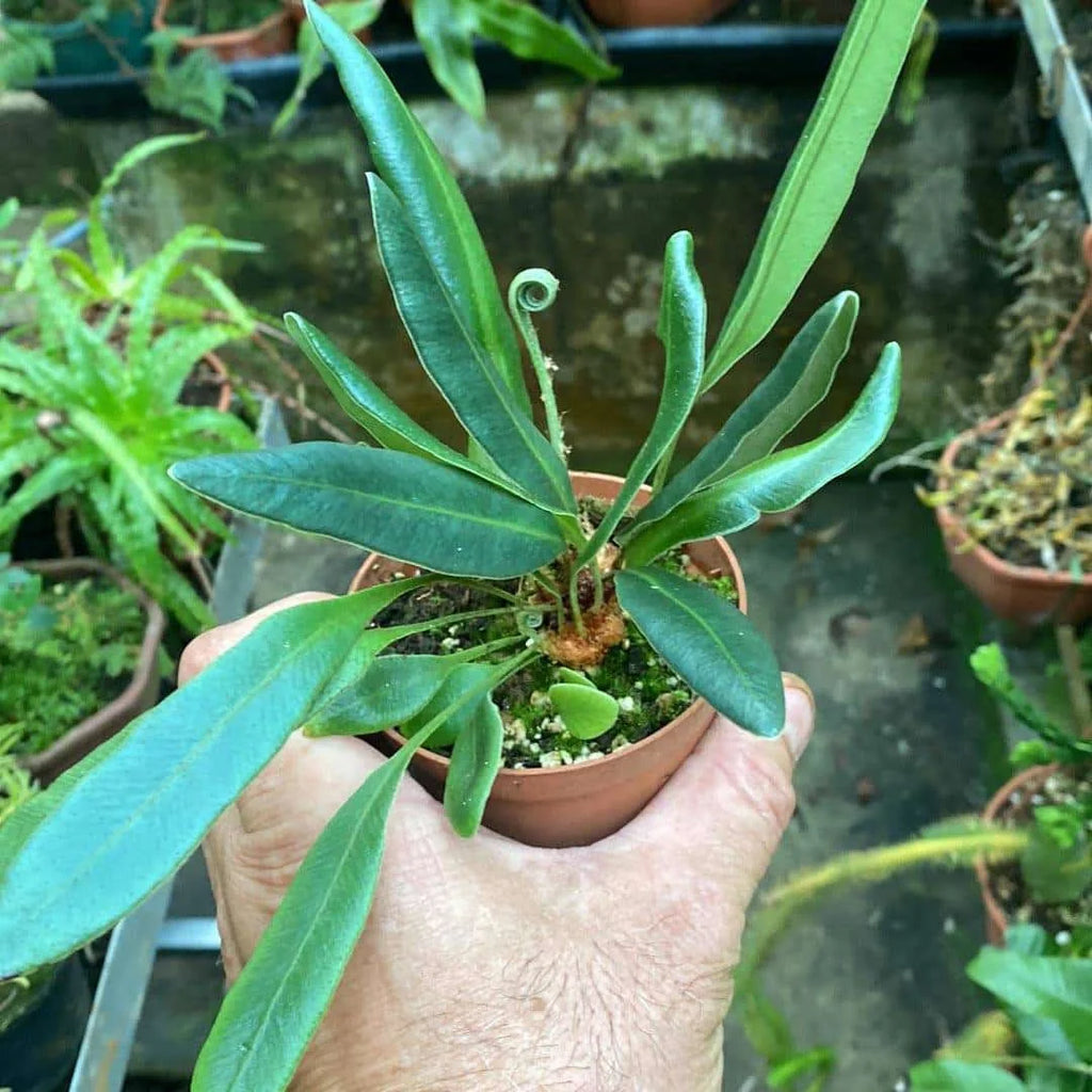 Elaphoglossum metallicum, divisions 大森食虫植物農園