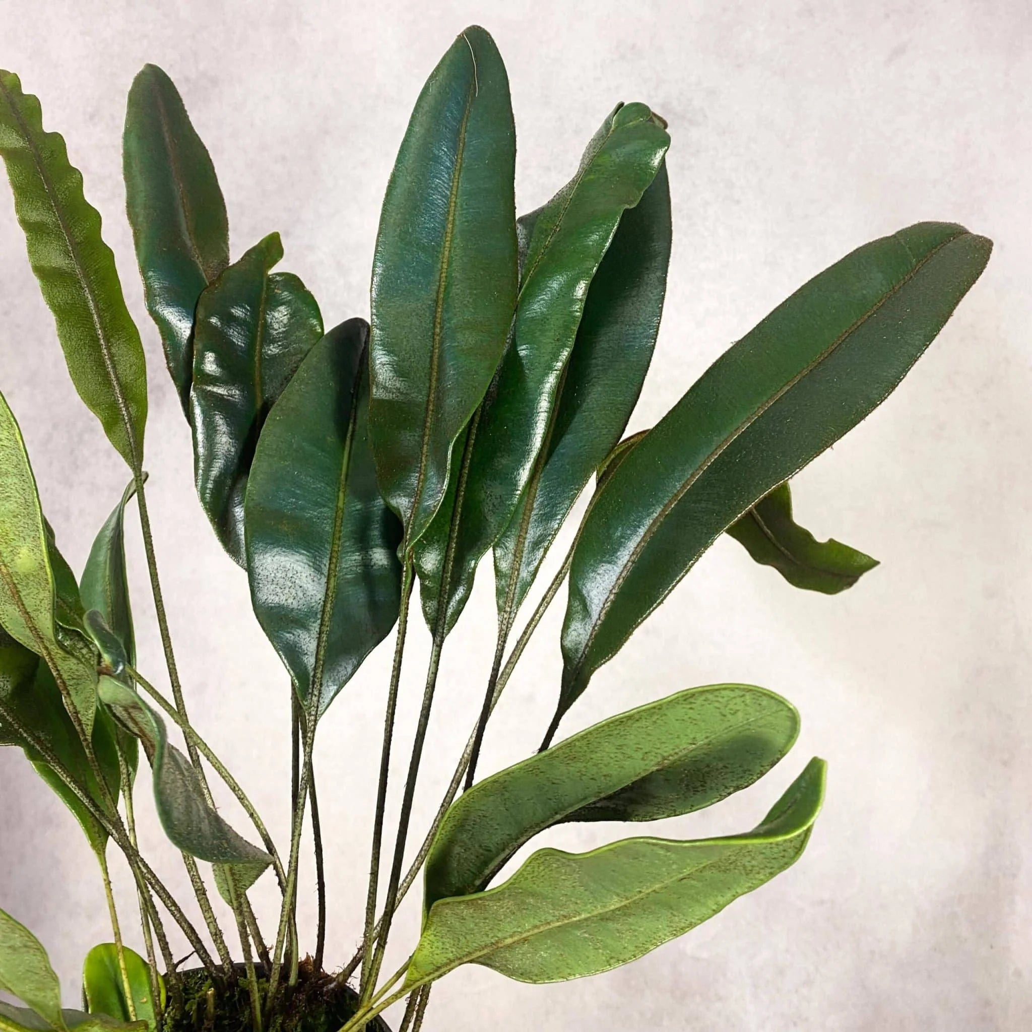 Elaphoglossum metallicum, oily blue leaves 大森食虫植物農園
