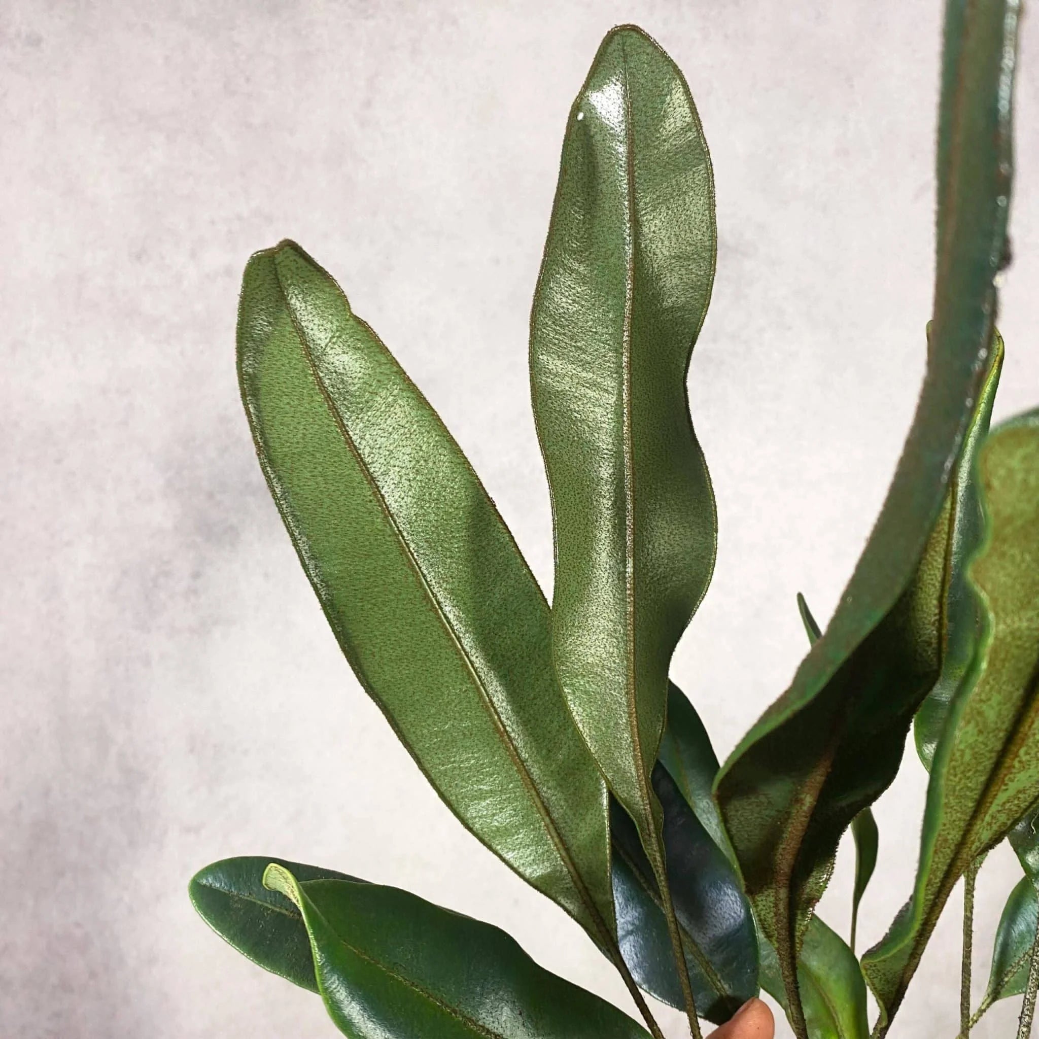 Elaphoglossum metallicum, oily blue leaves 大森食虫植物農園
