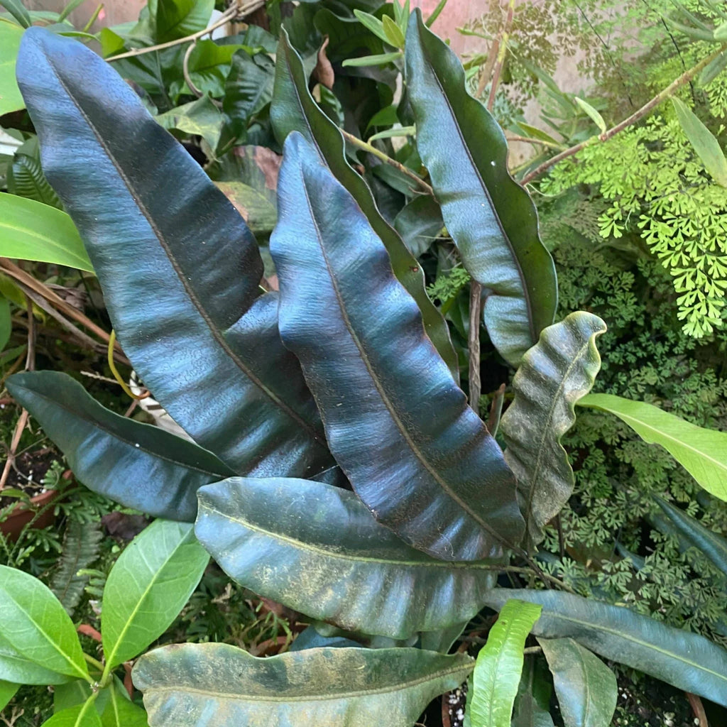 Elaphoglossum metallicum, oily blue leaves 大森食虫植物農園